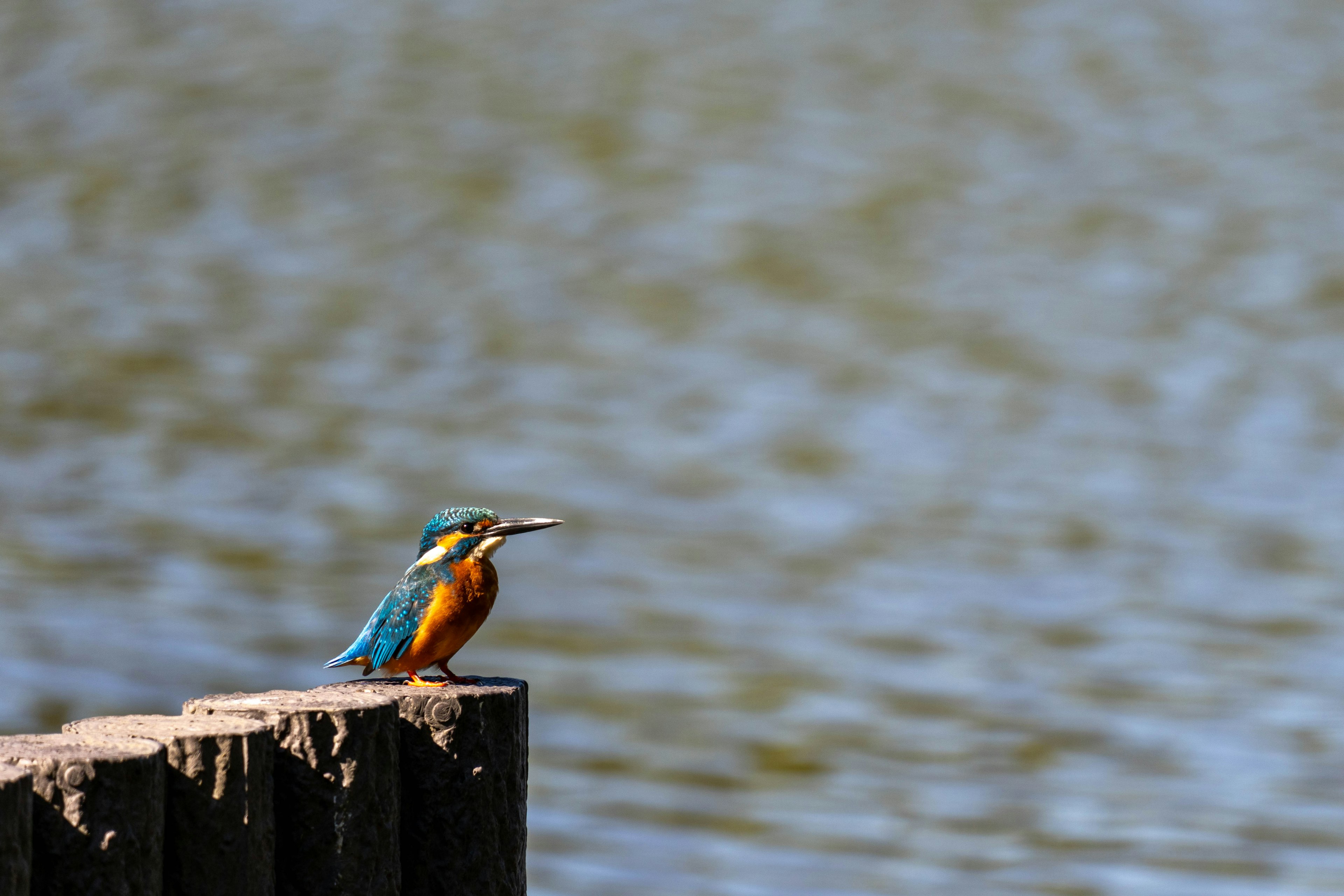 Un magnifique martin-pêcheur perché sur un poteau près de l'eau