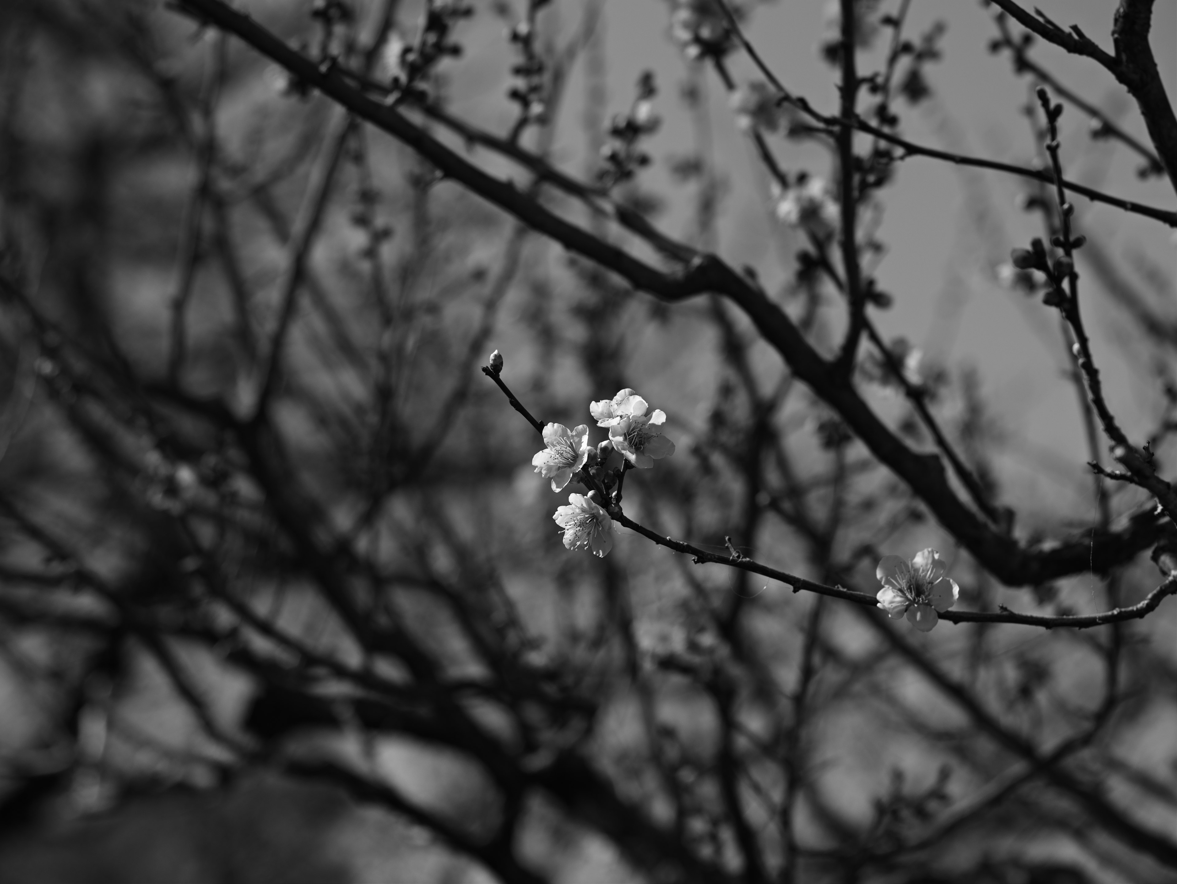 Zweig mit weißen Blüten und verschwommenen Baum-Silhouetten im Hintergrund