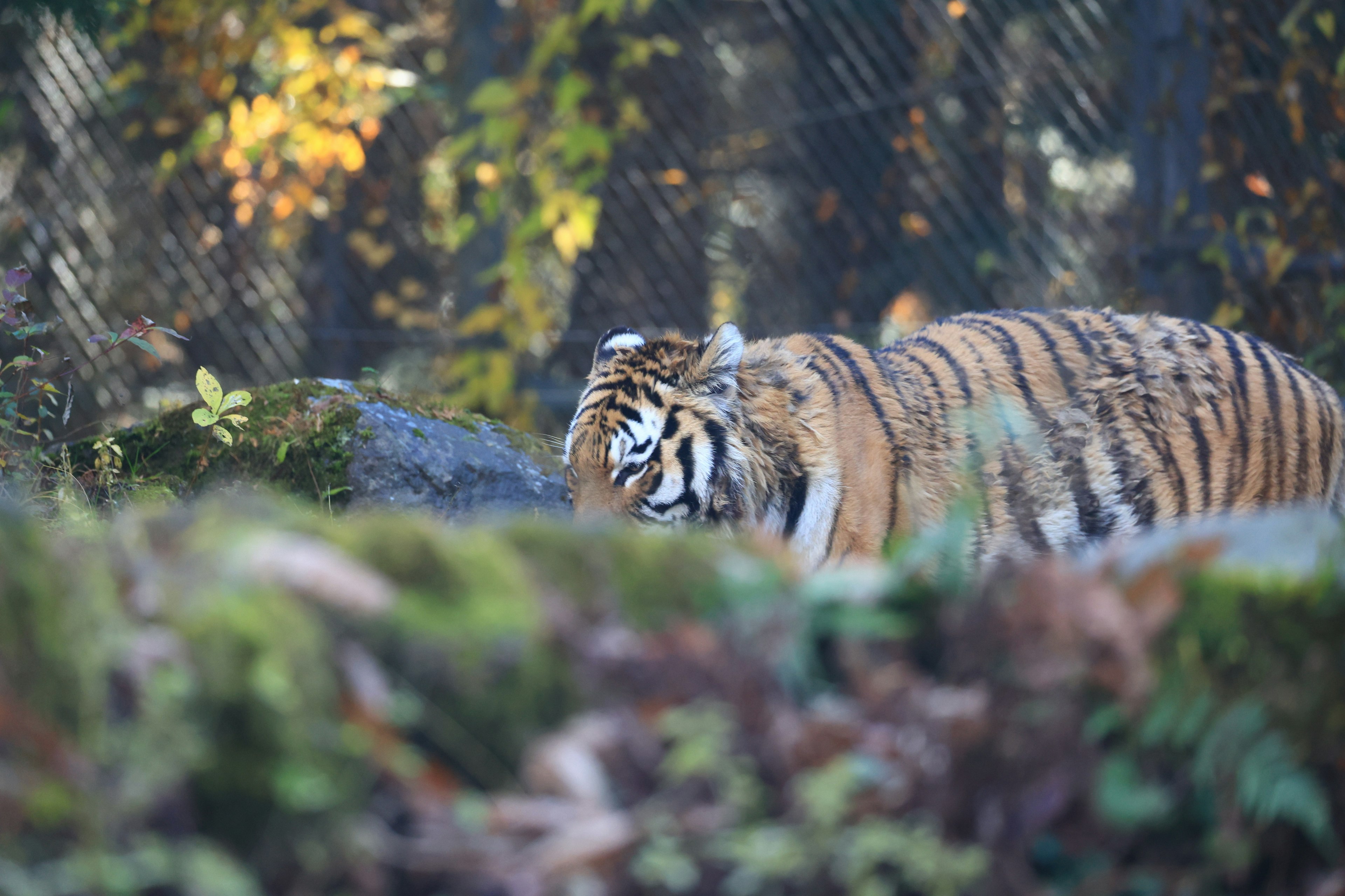 Harimau di lingkungan alami dikelilingi daun