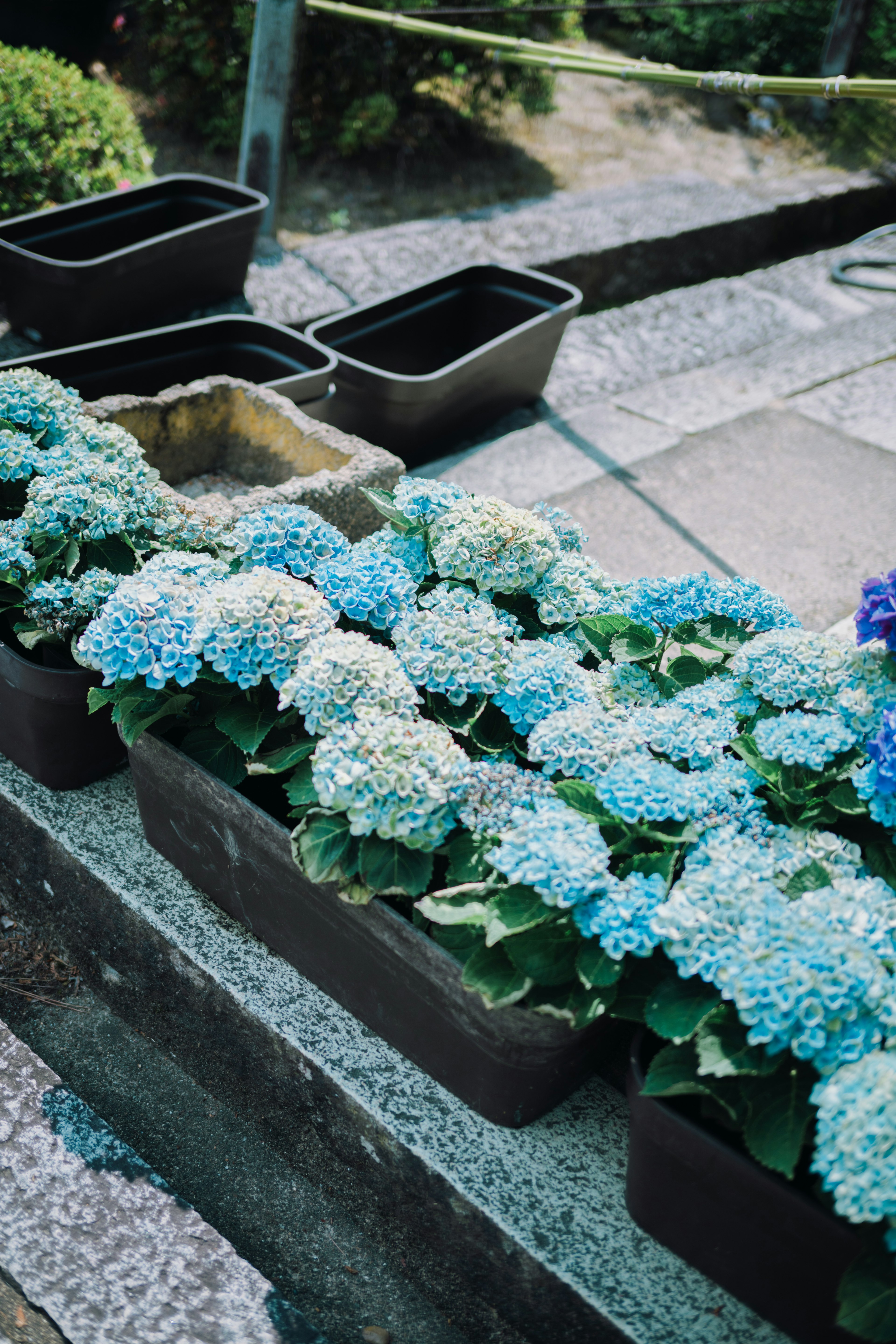 Row of blue hydrangea flowers in planters