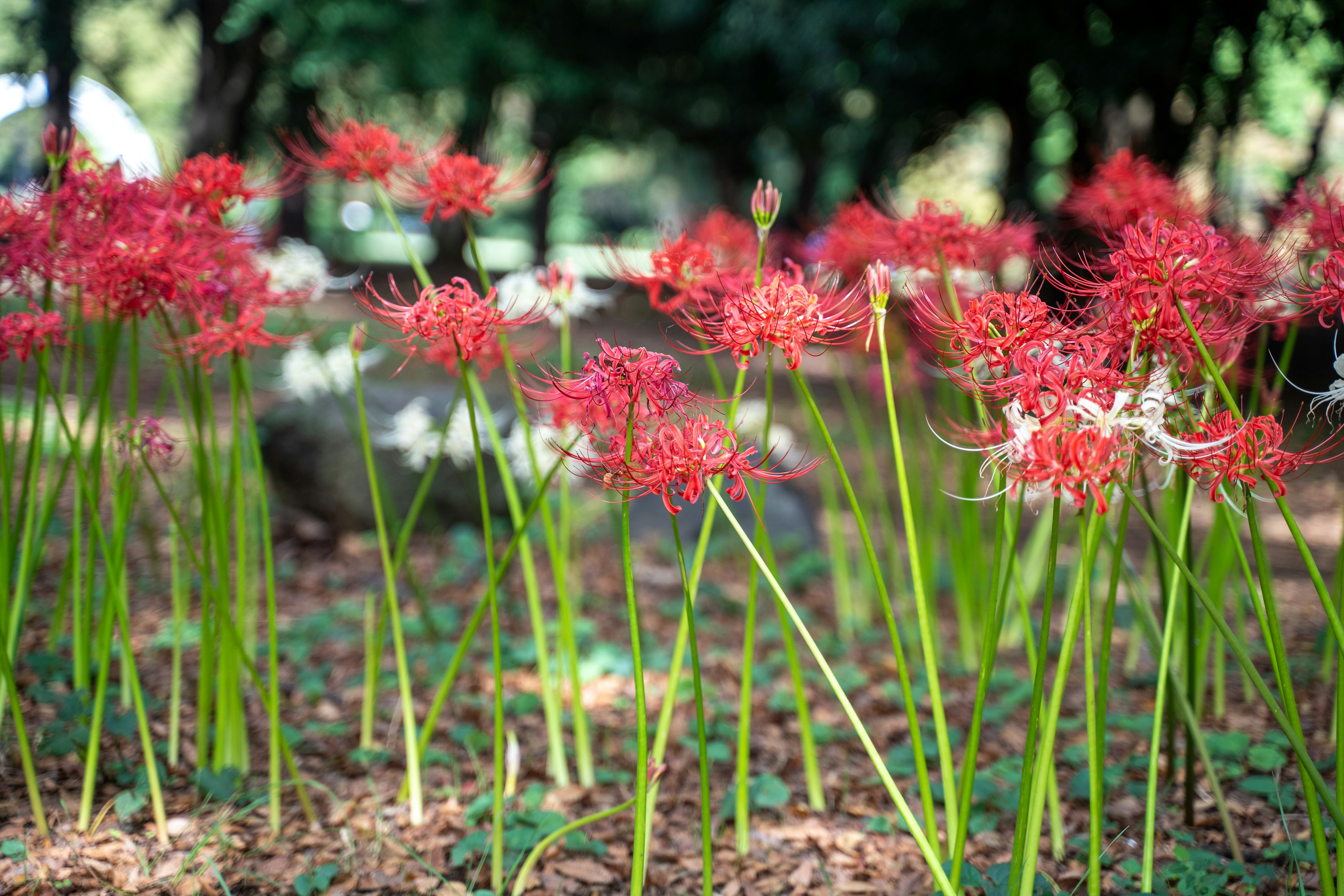 Hermoso paisaje con lirios araña rojos y blancos