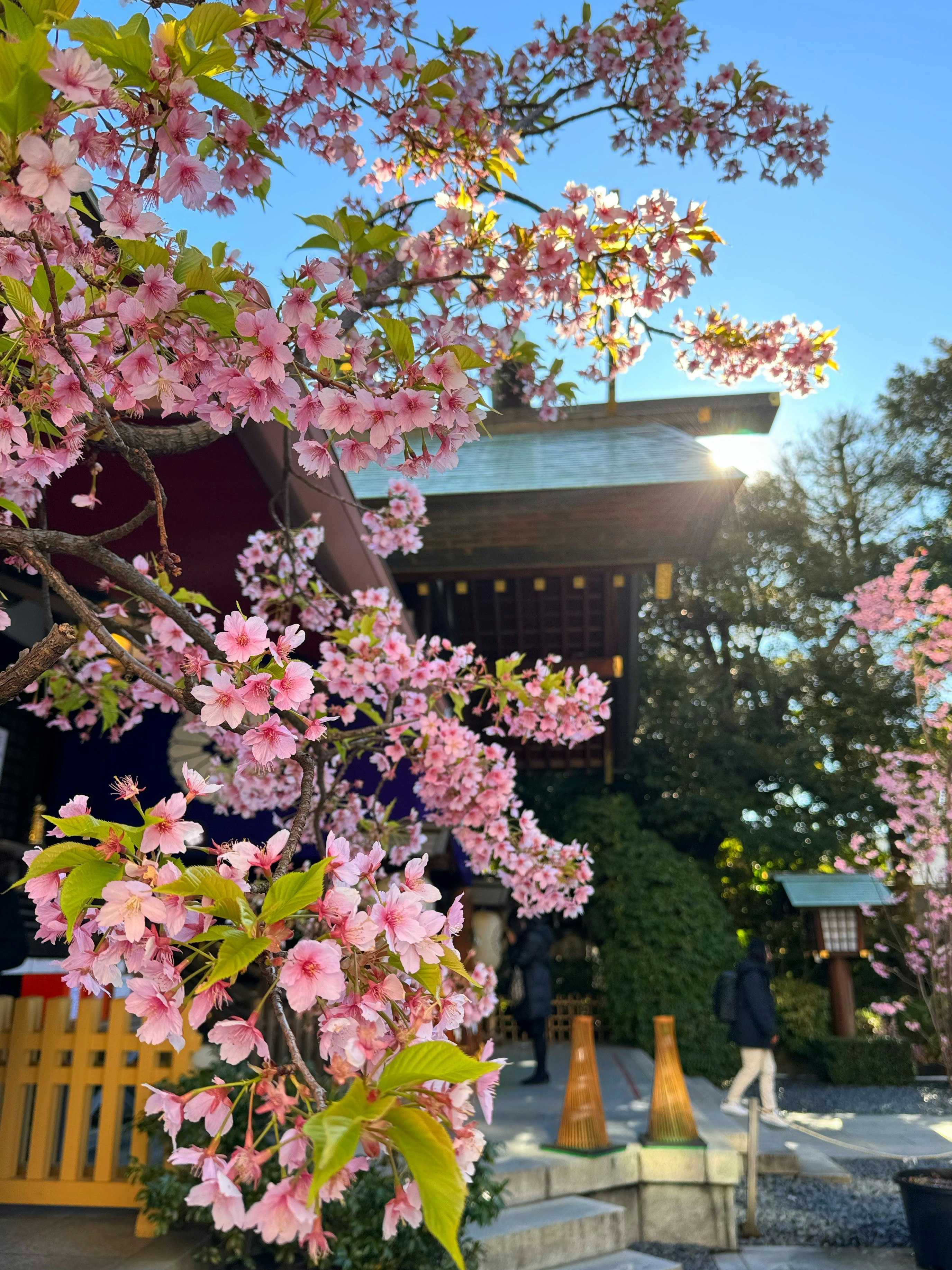 Flores de cerezo en flor en un santuario con un hermoso edificio y un cielo azul al fondo