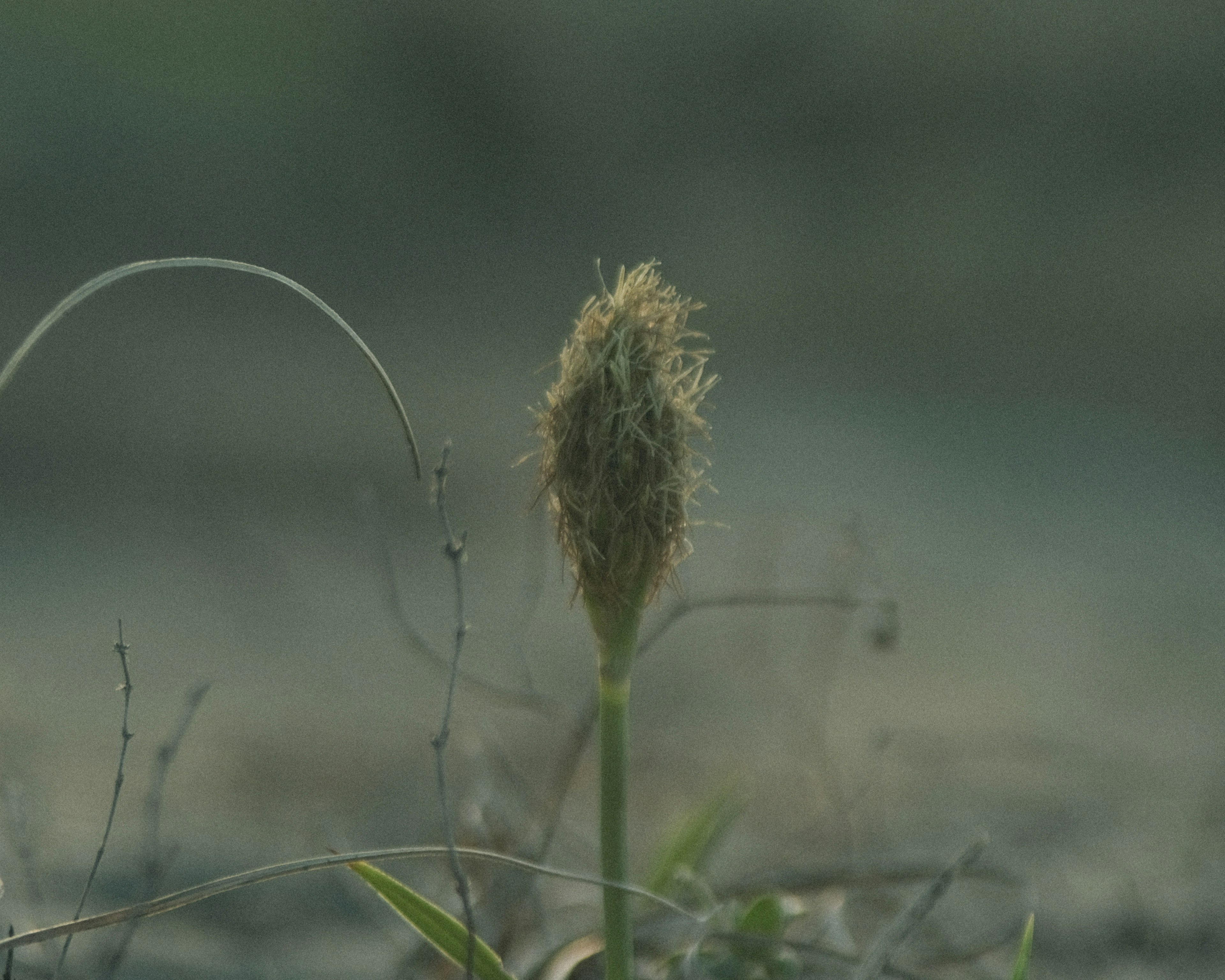 Gambar spike rumput yang berdiri dengan latar belakang kabur