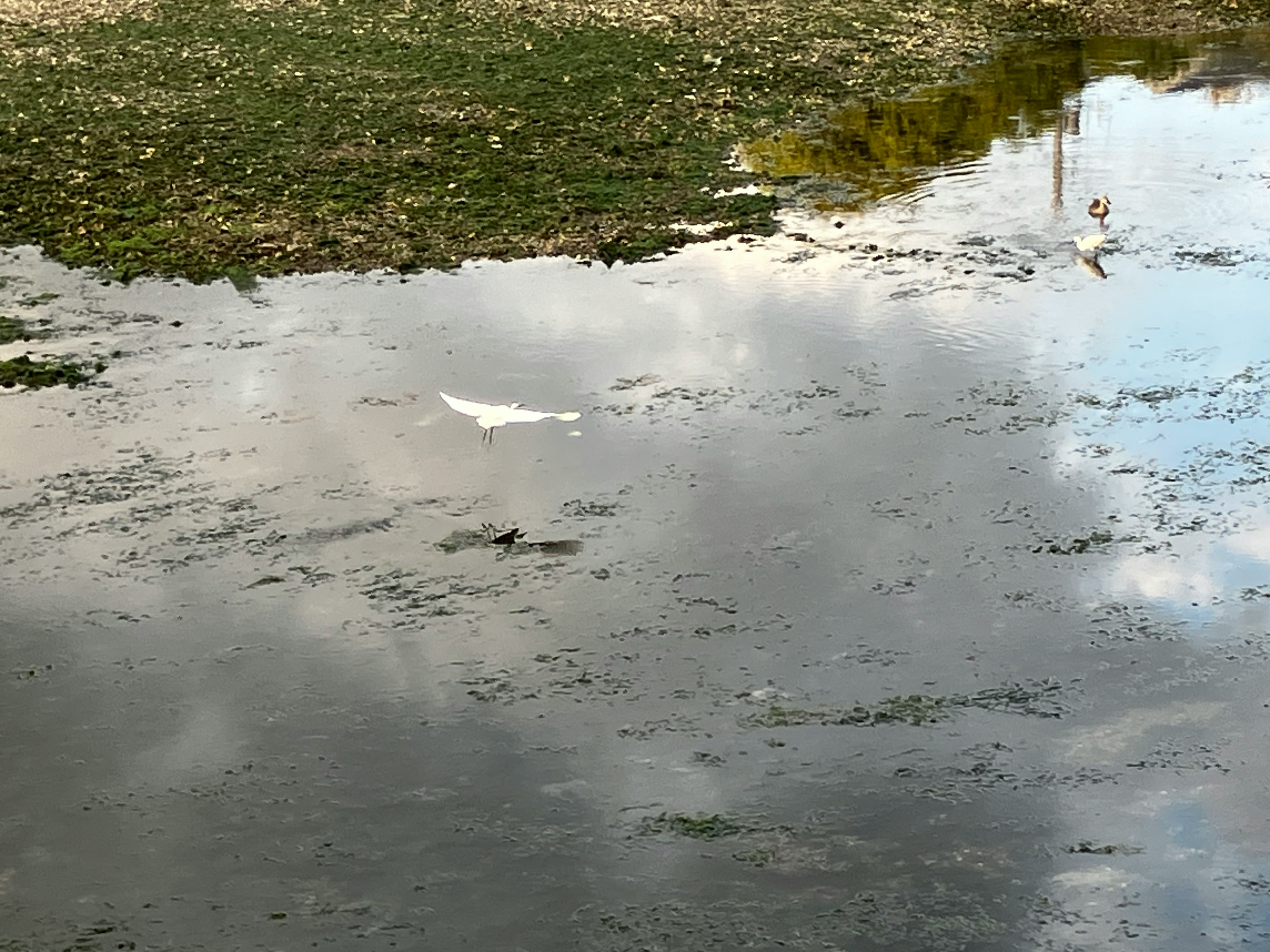 Reflexion von Wolken und umliegender Vegetation auf der Wasseroberfläche