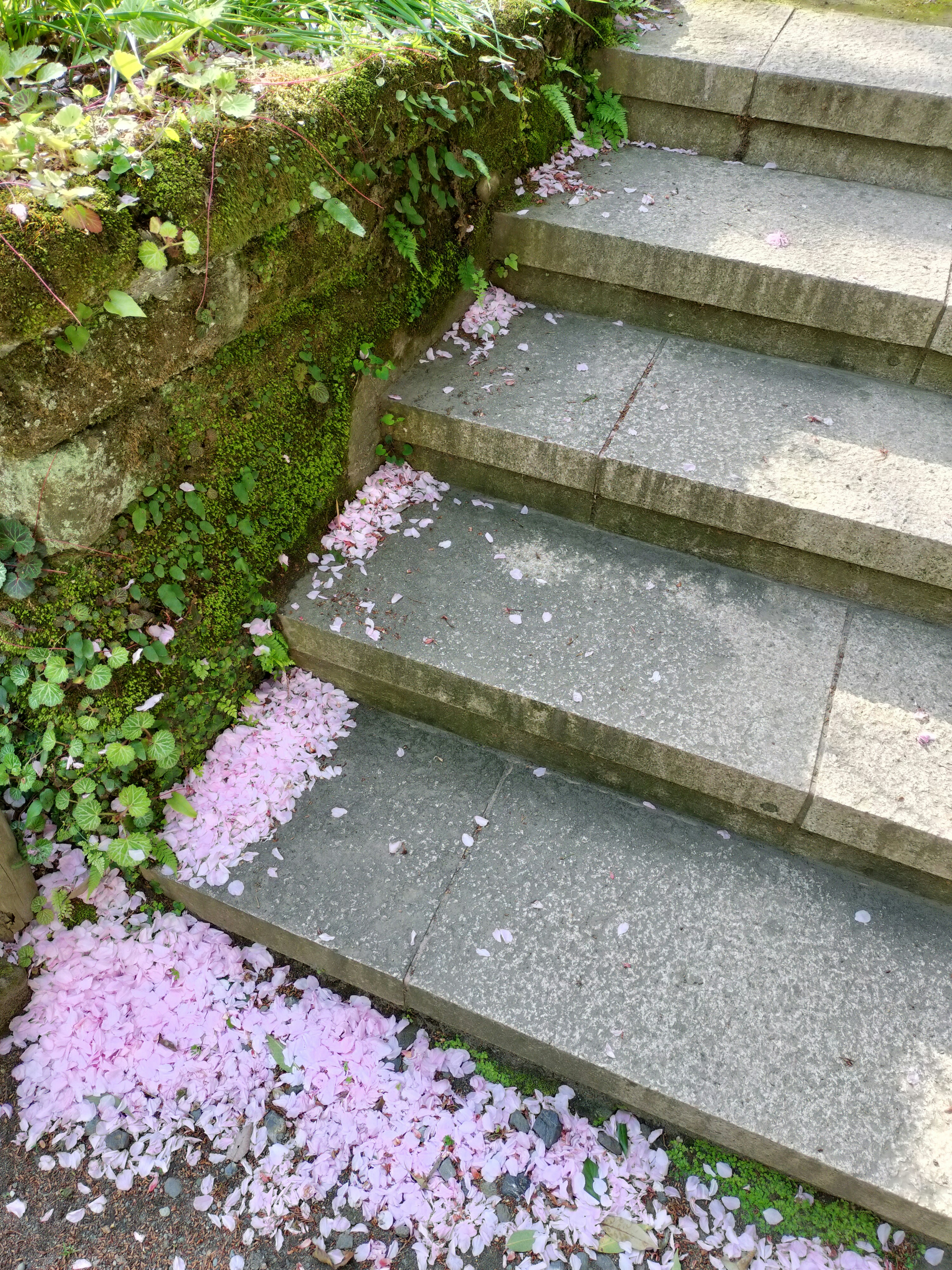 Stone steps adorned with scattered cherry blossom petals