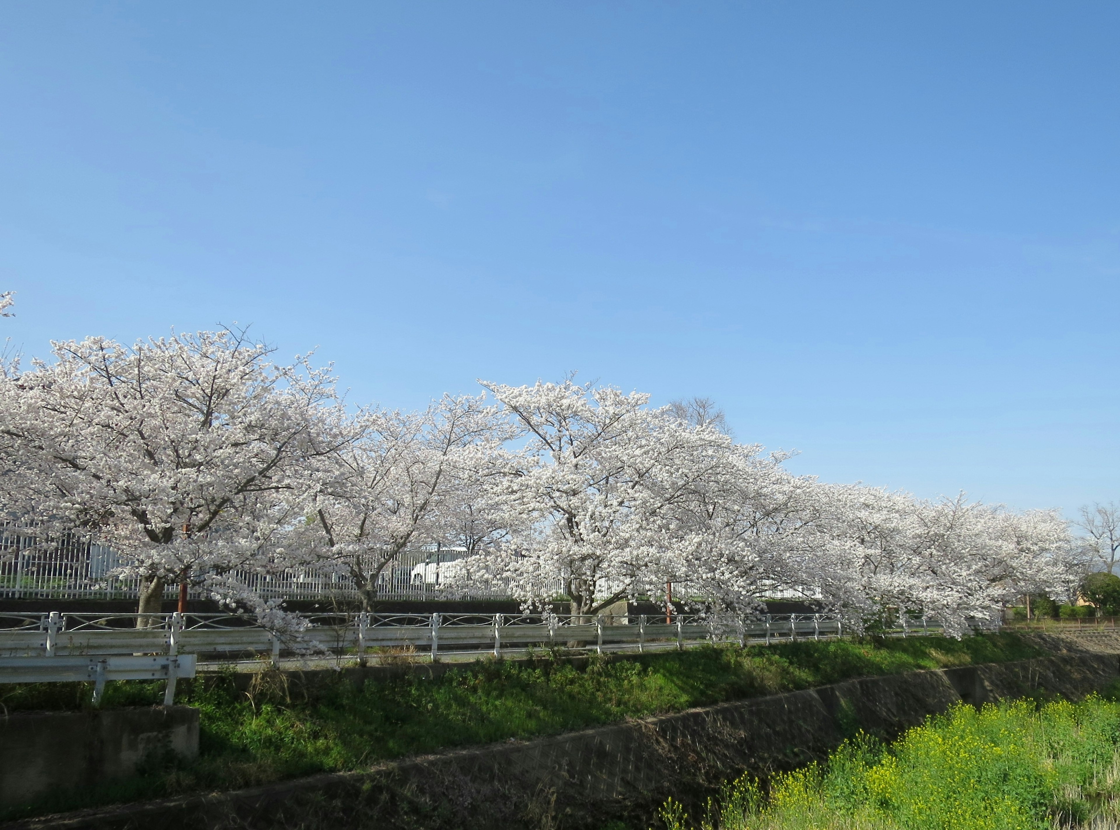 Pohon sakura yang mekar di bawah langit biru cerah