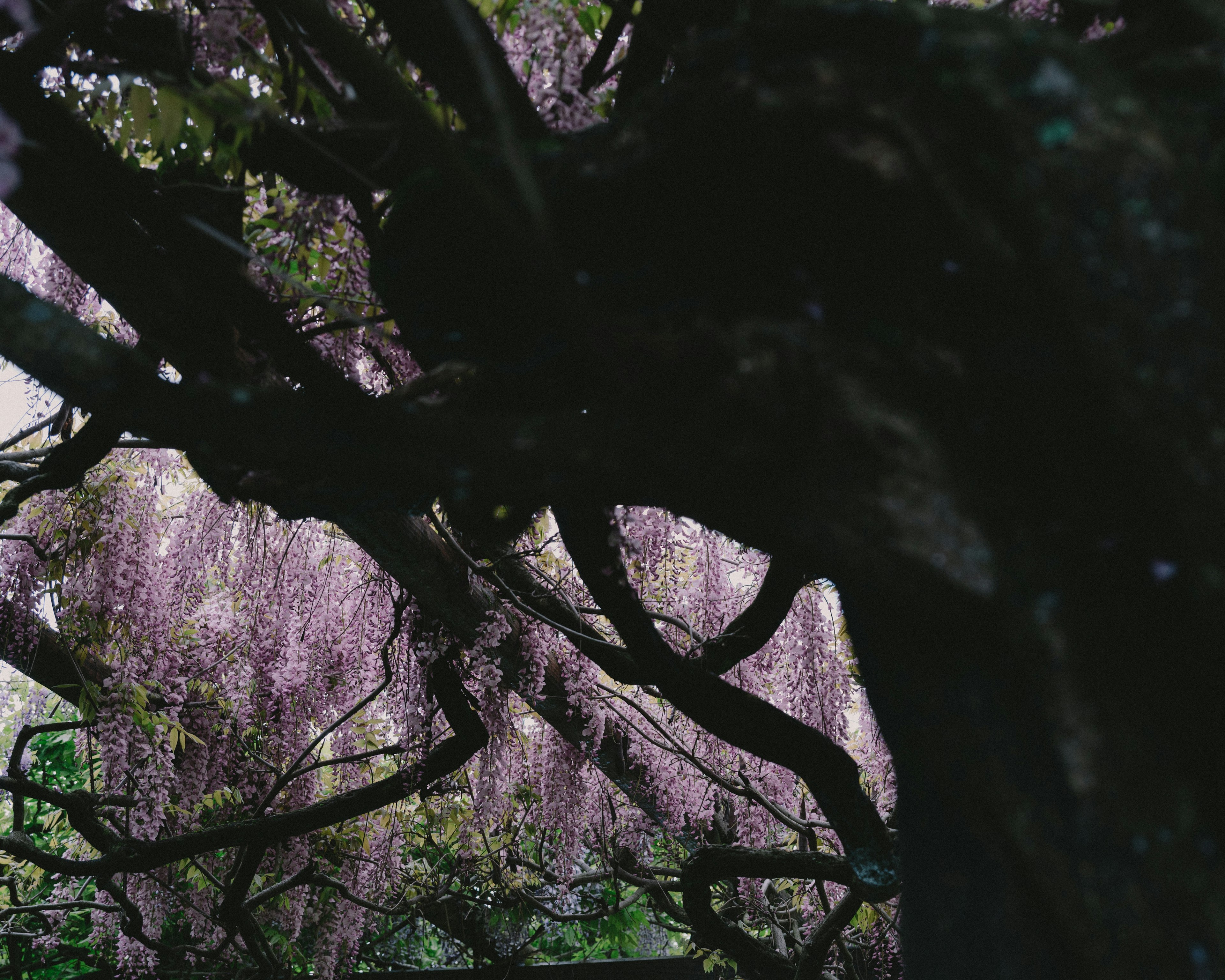 A mystical scene featuring intertwined branches of a tree with purple leaves