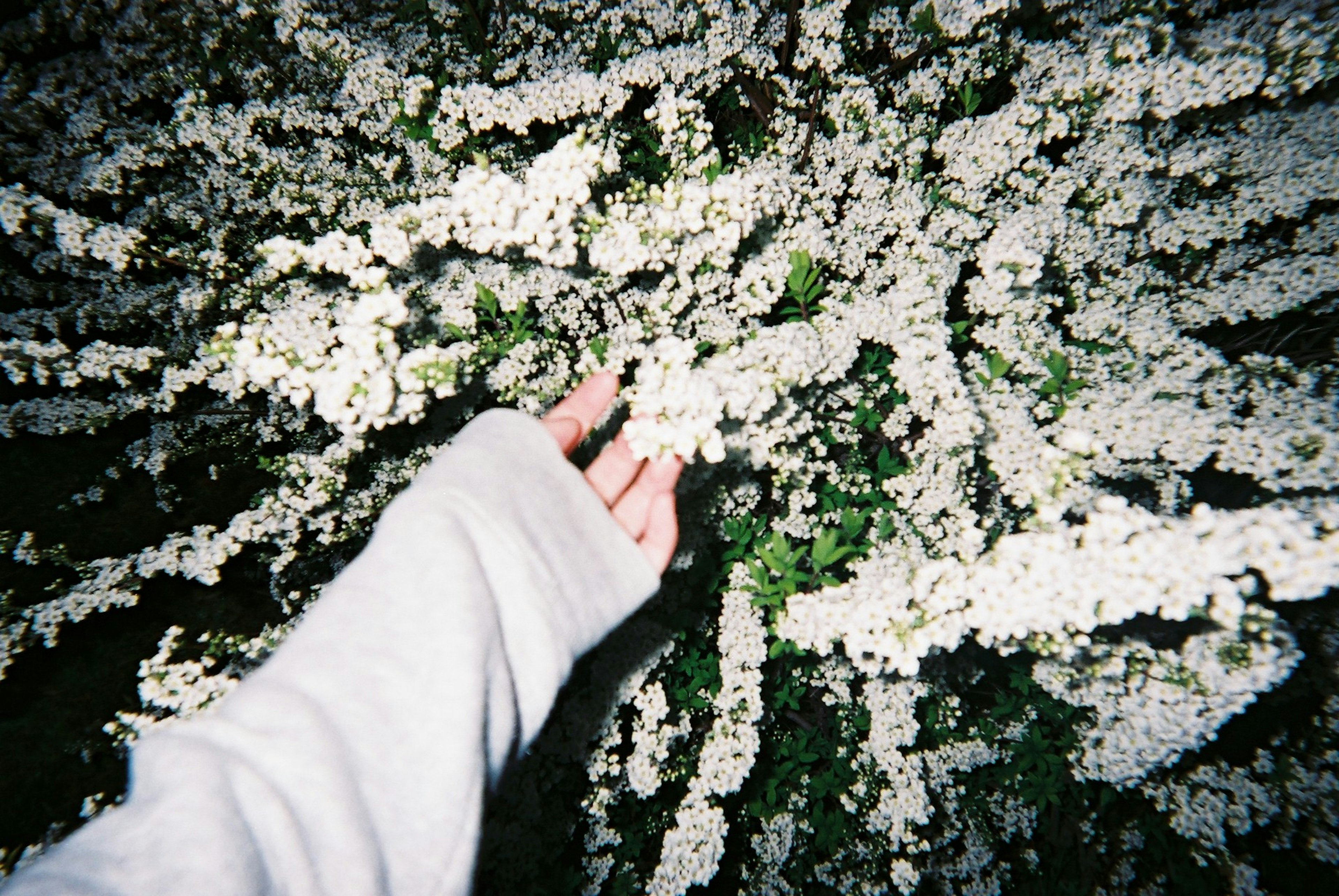 A hand reaching out to touch a plant covered in white flowers