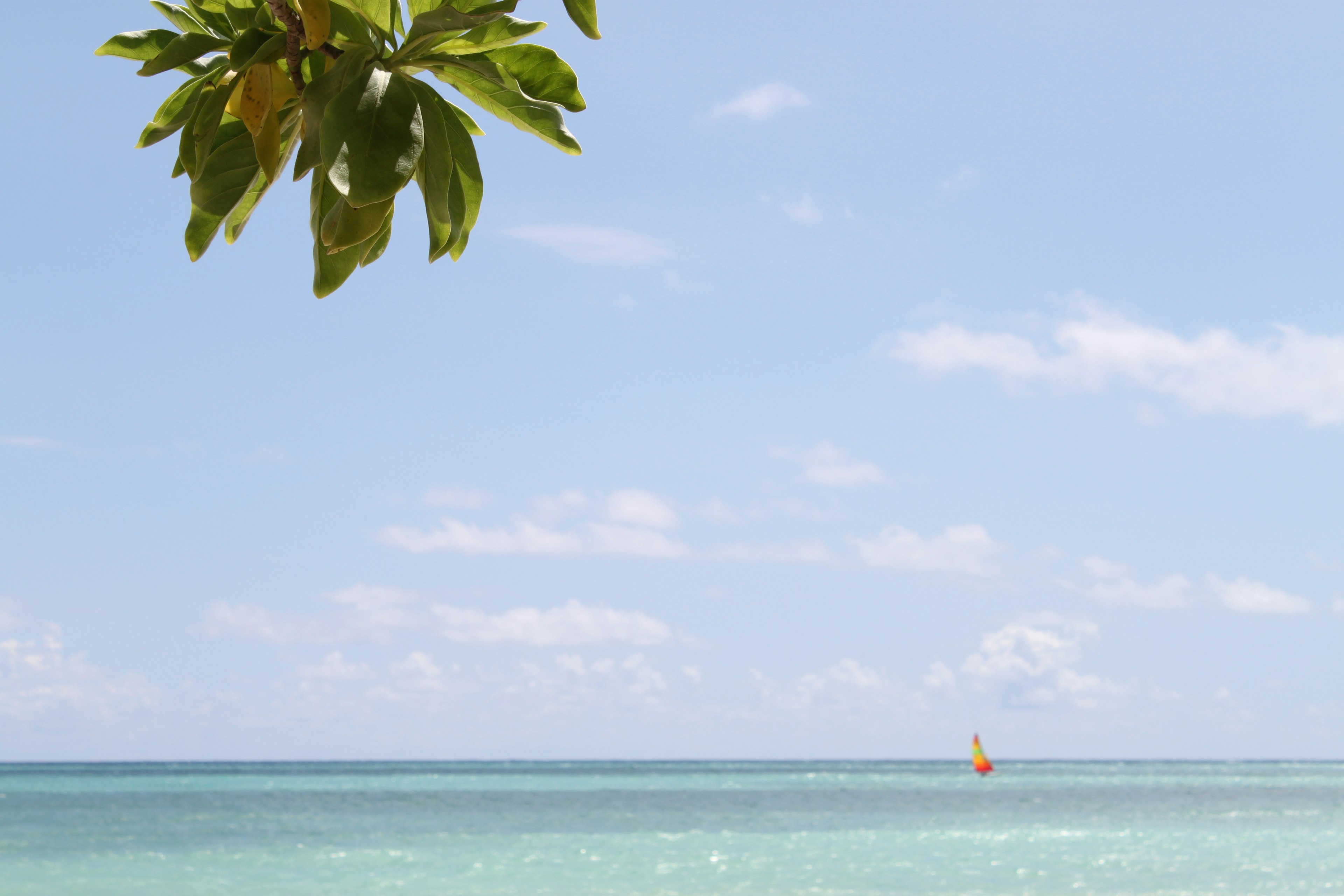 Blue sea and sky with a yellow sailboat and leaves