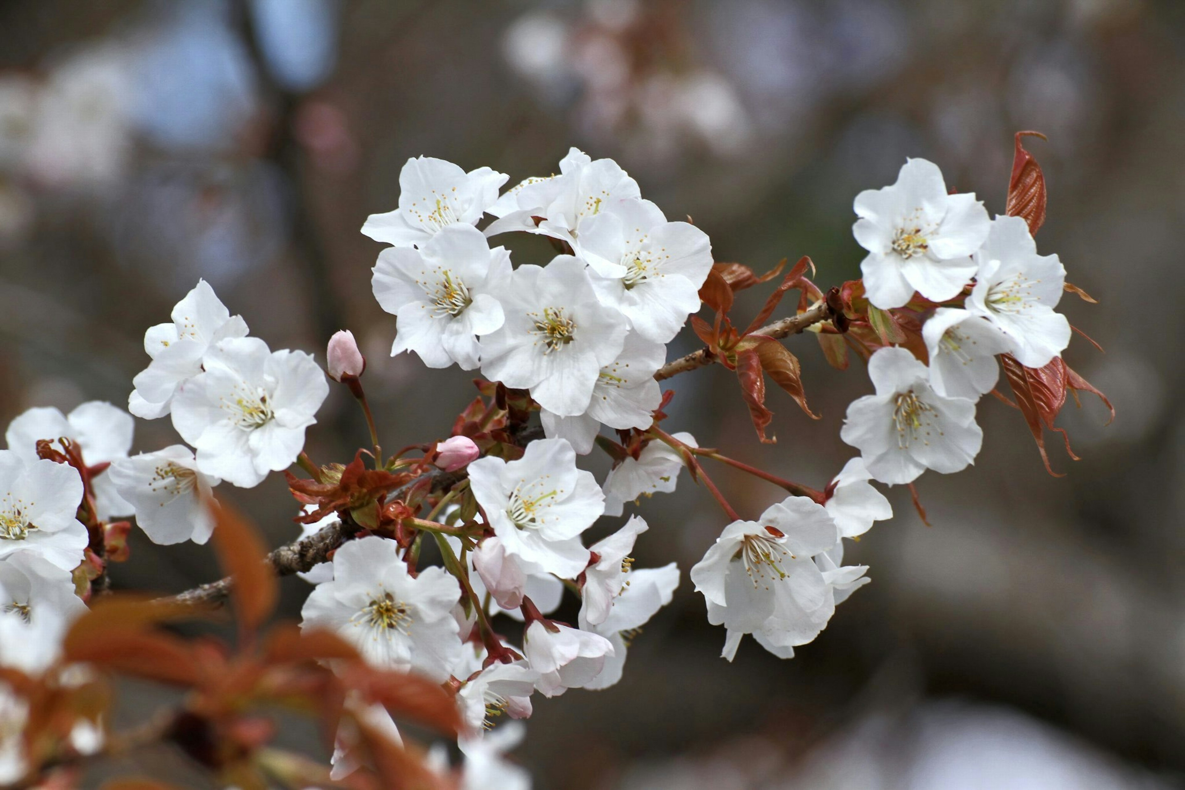 Acercamiento de flores de cerezo blancas en una rama