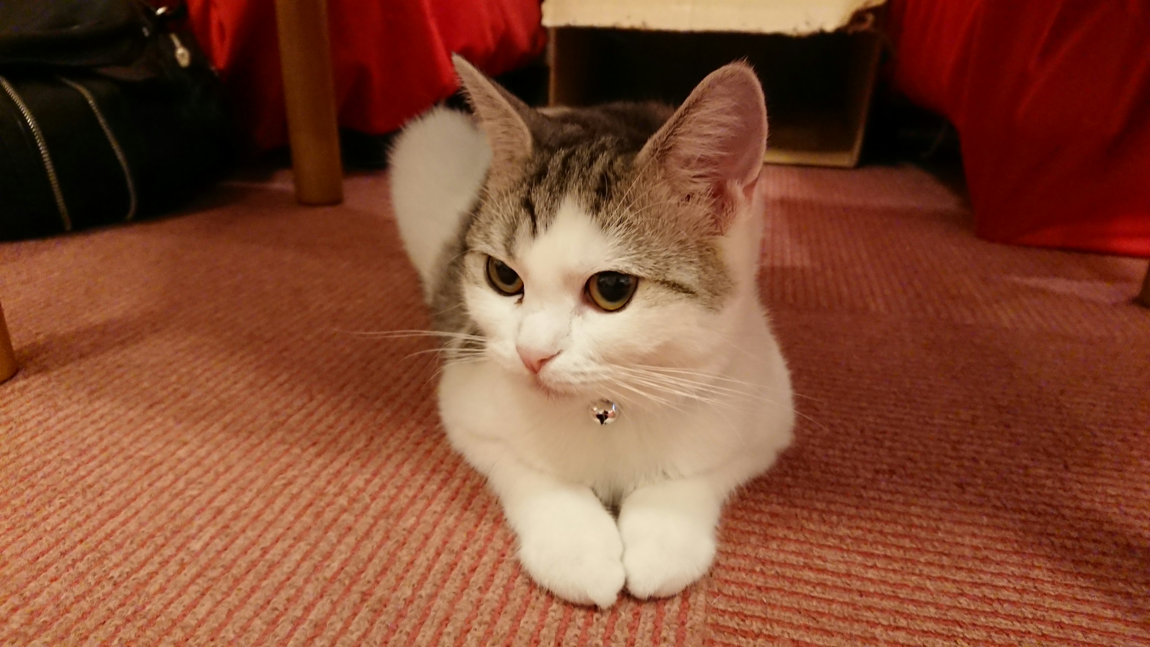 A white and gray cat relaxing on a red background