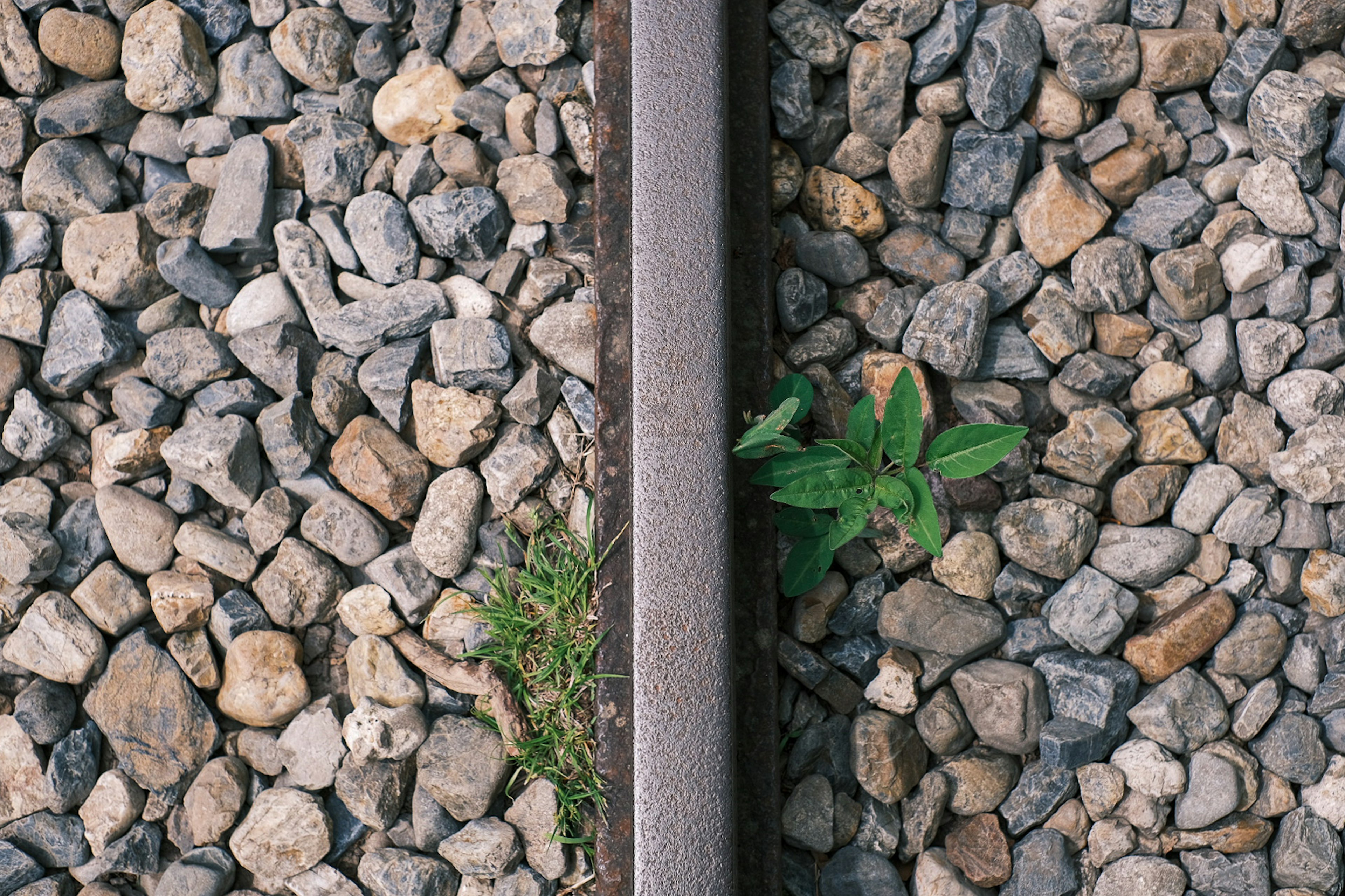 Une plante verte poussant entre des rails de chemin de fer et des gravillons