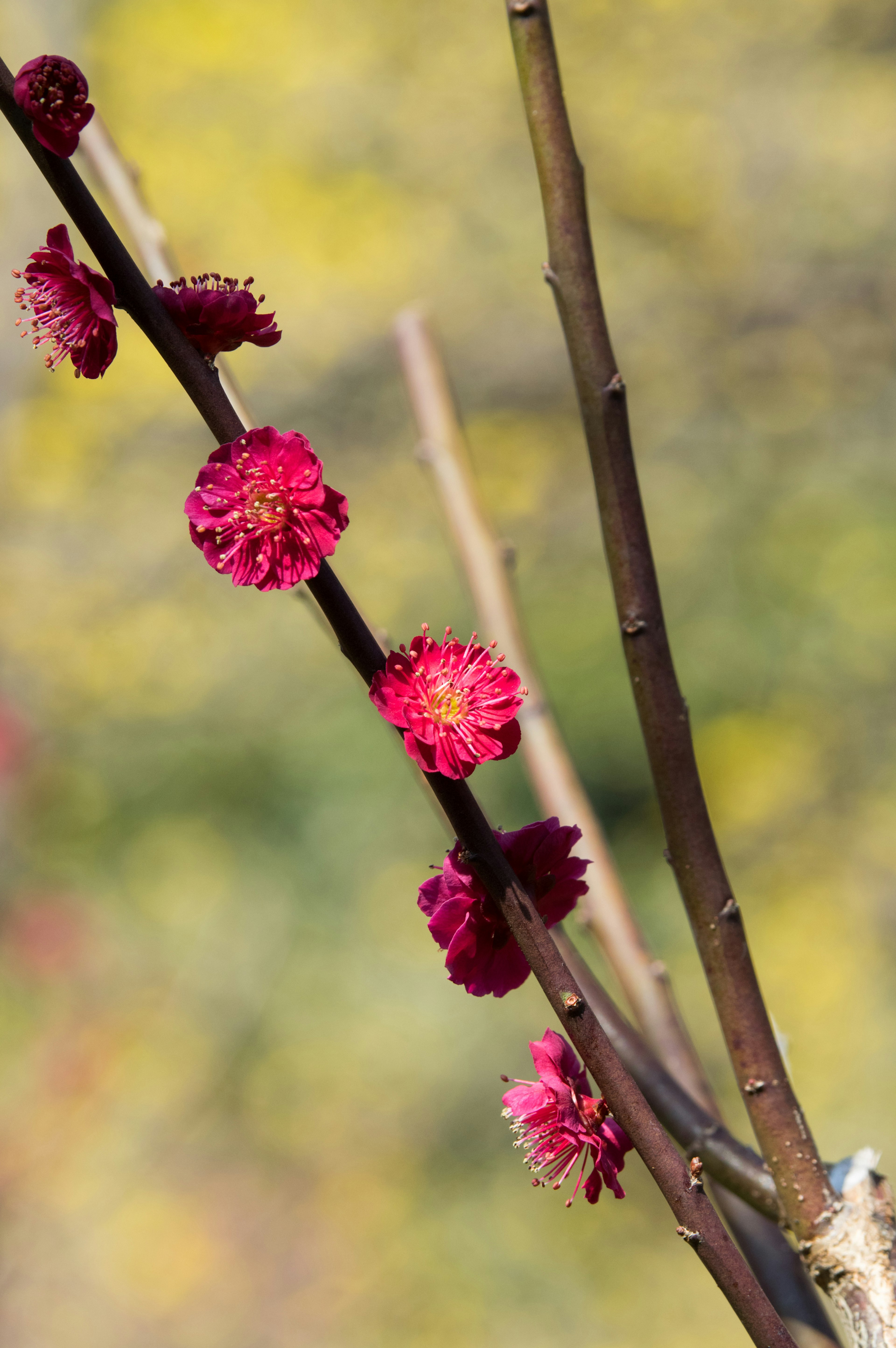 Close-up of a branch with blooming red flowers