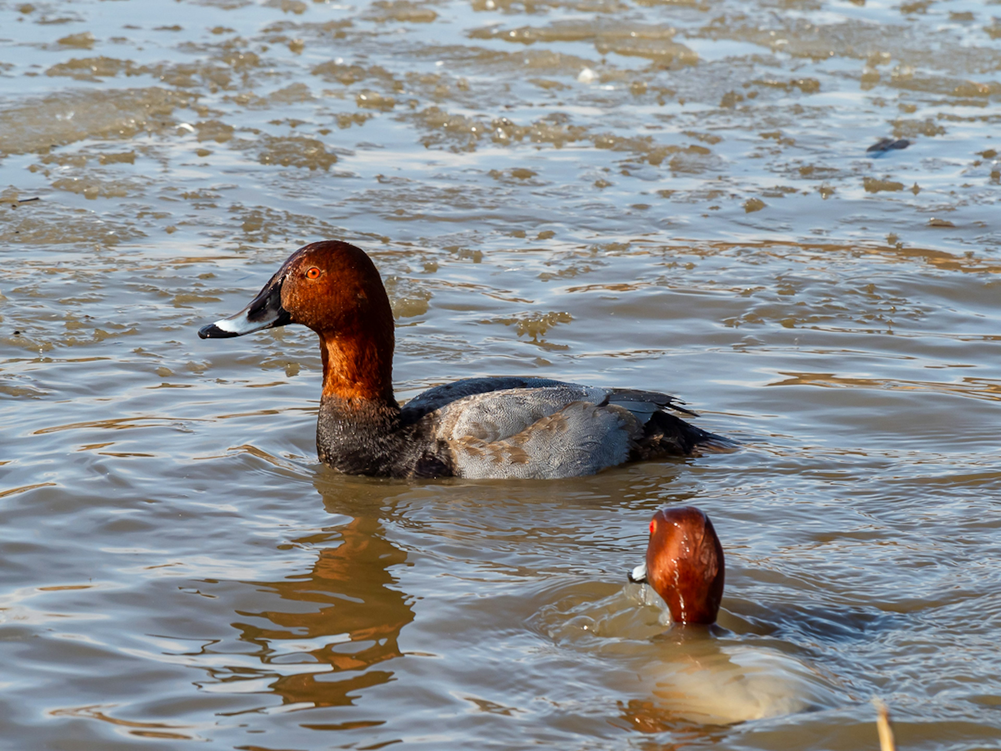 Paire de canards nageant sur l'eau l'un avec une tête brune et un corps gris