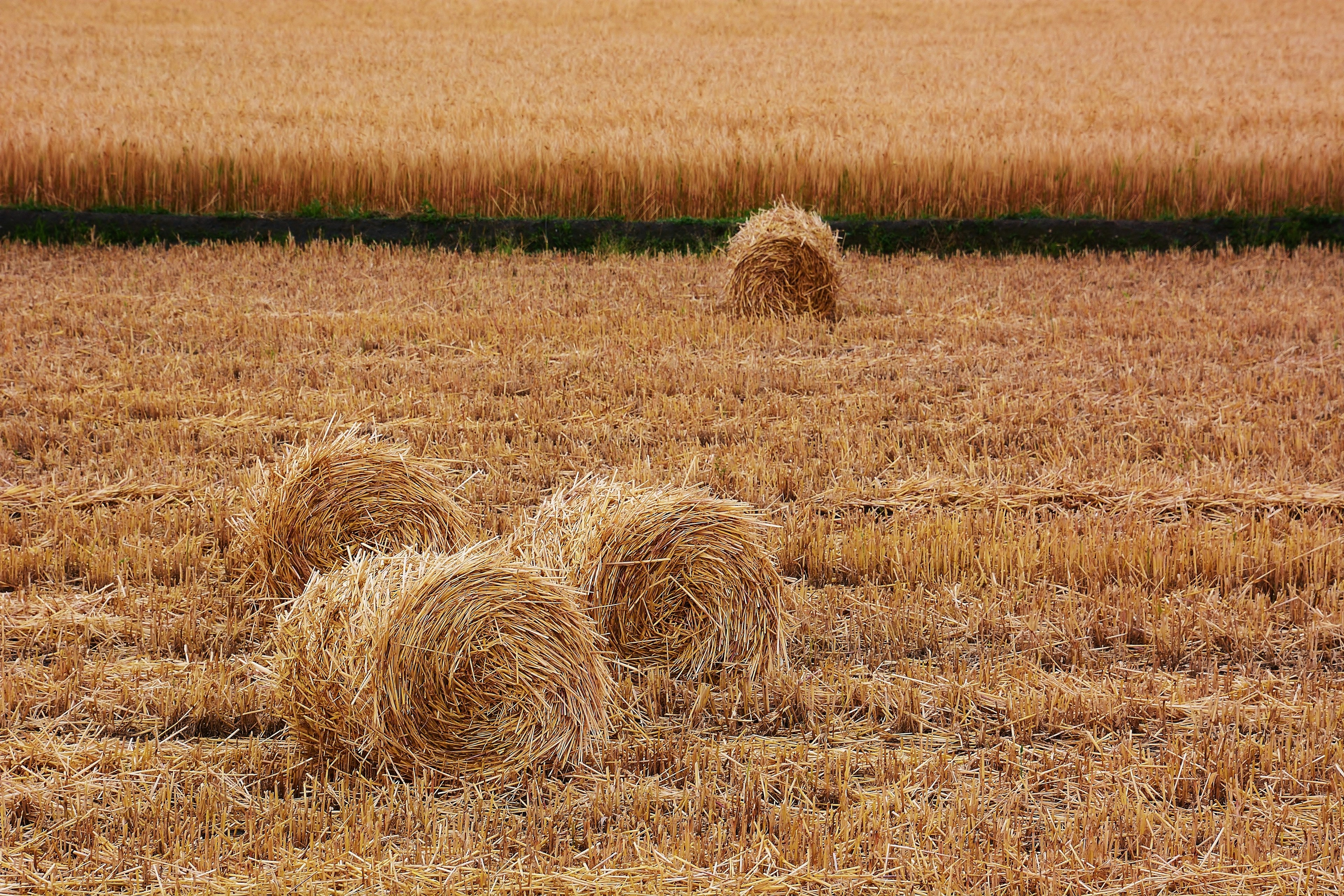 Golden grain field with scattered hay bales