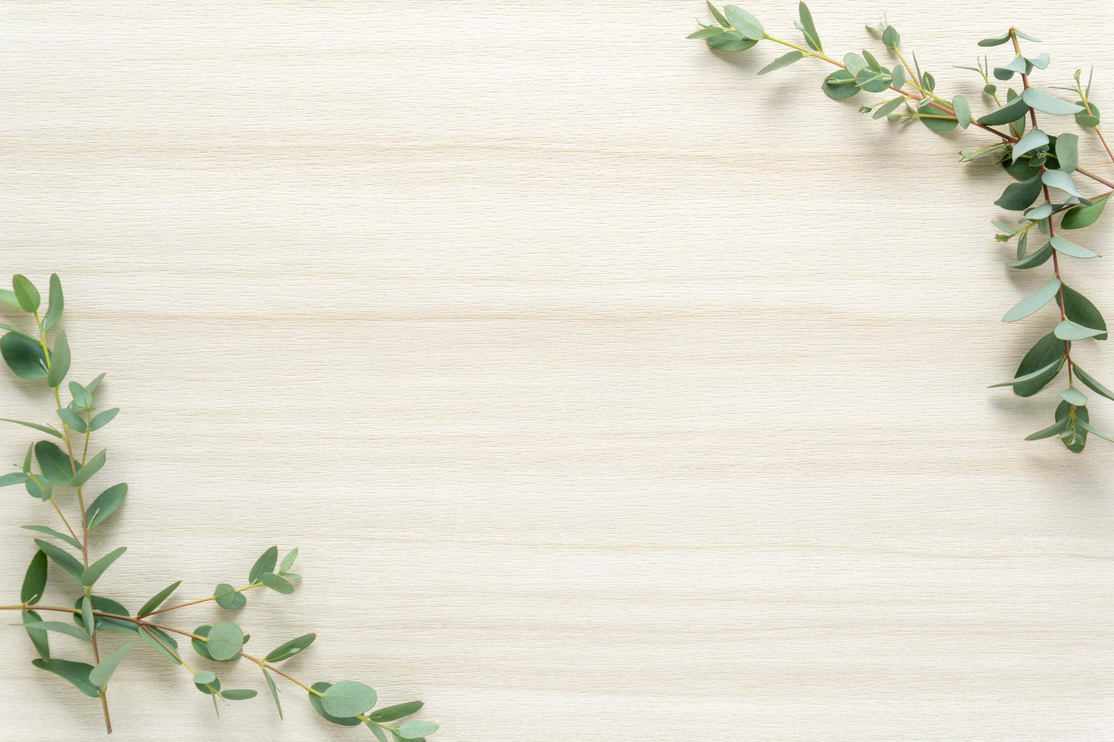 Eucalyptus leaves arranged on a white background