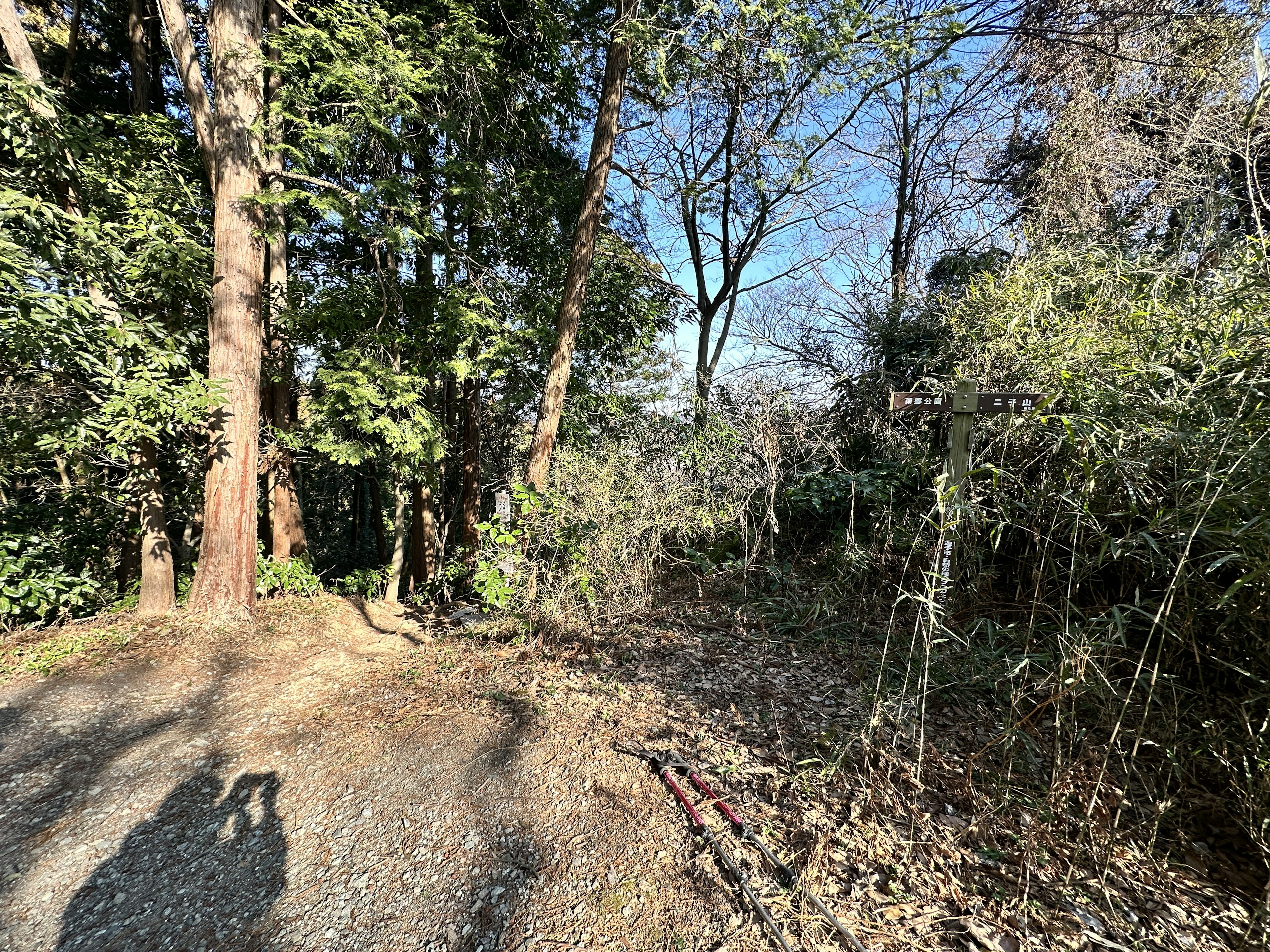 Weg durch einen Wald mit Bäumen und Schatten