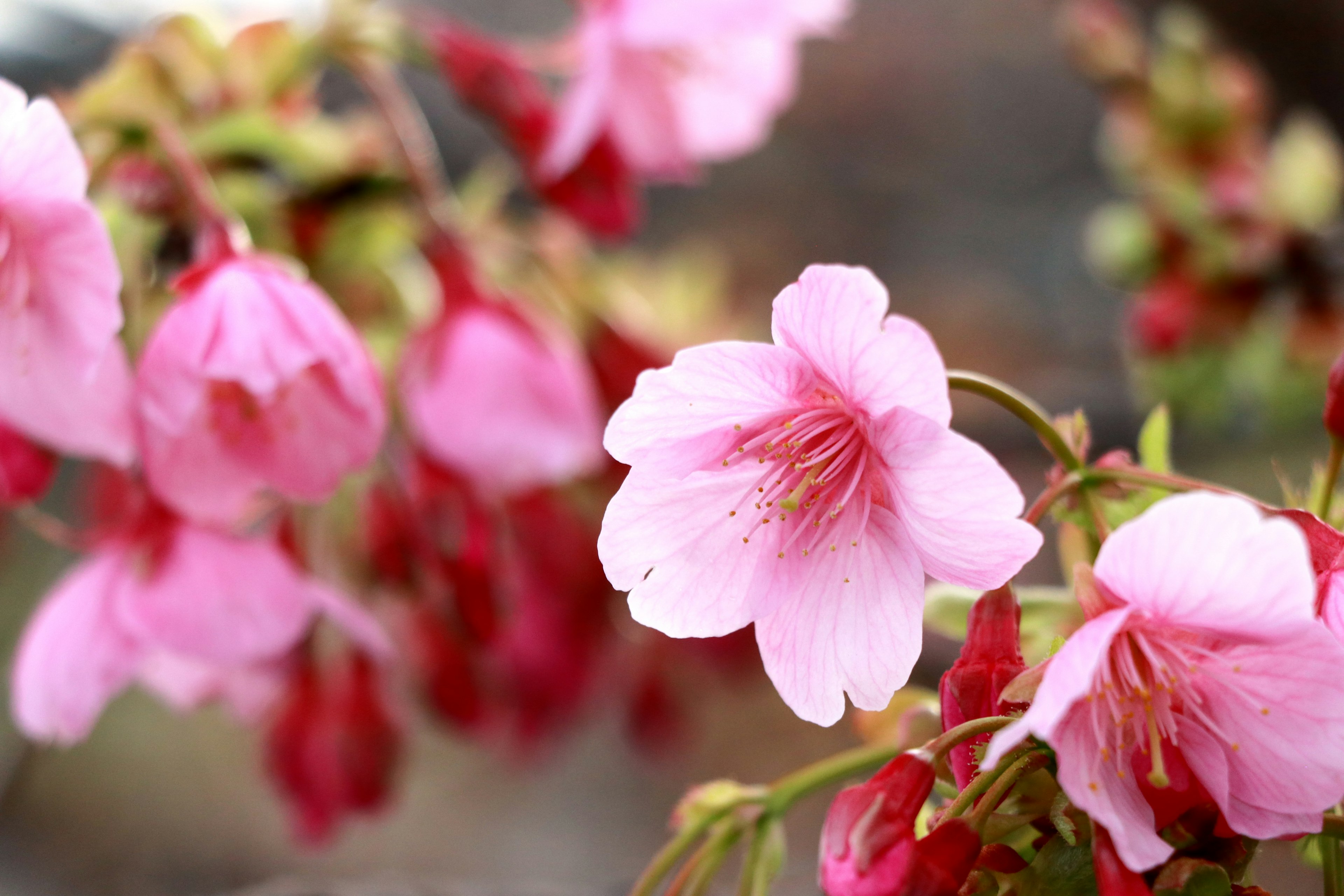 Cherry blossom flowers in bloom with pink petals