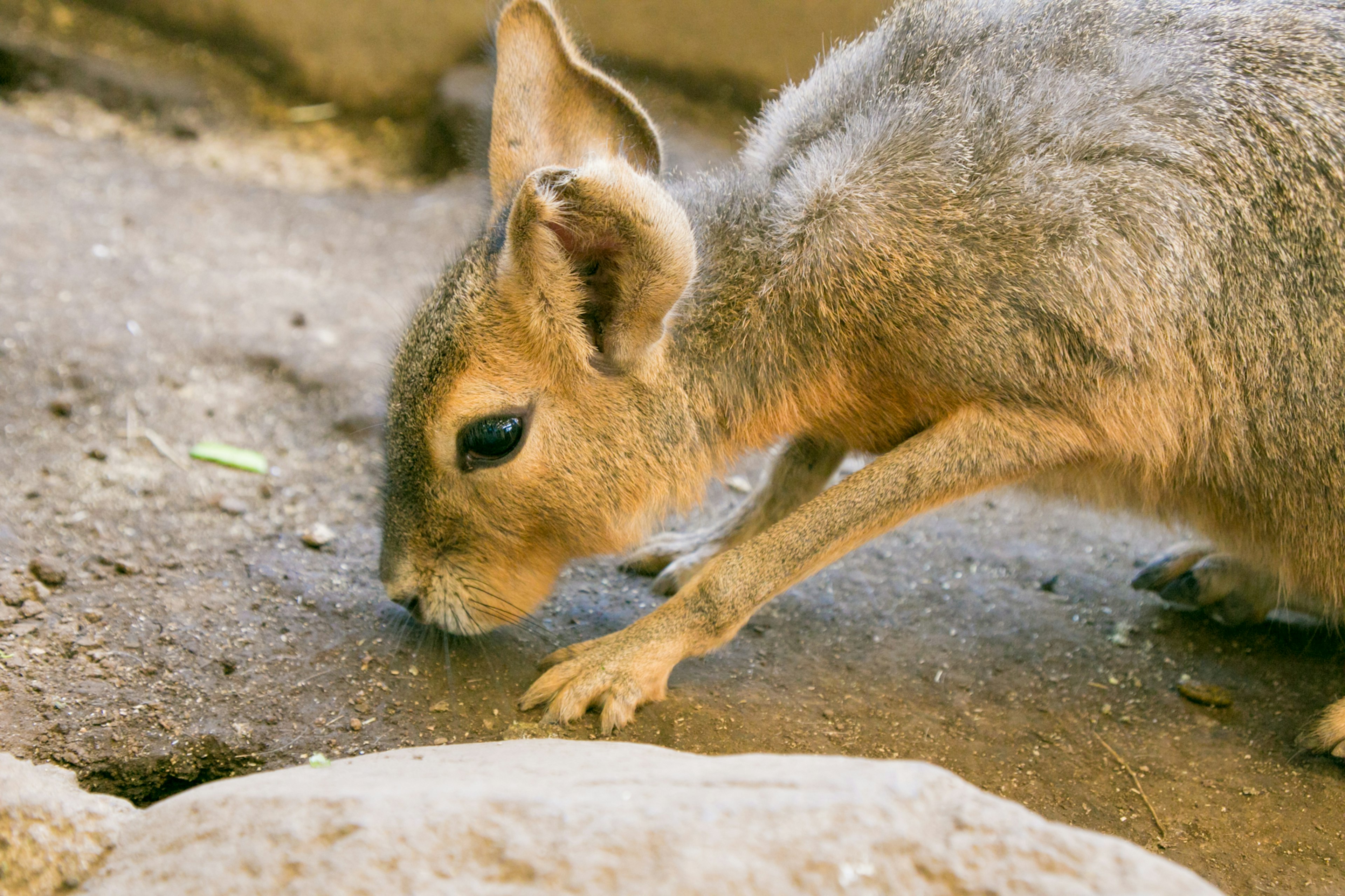 Un pequeño animal olfateando el suelo