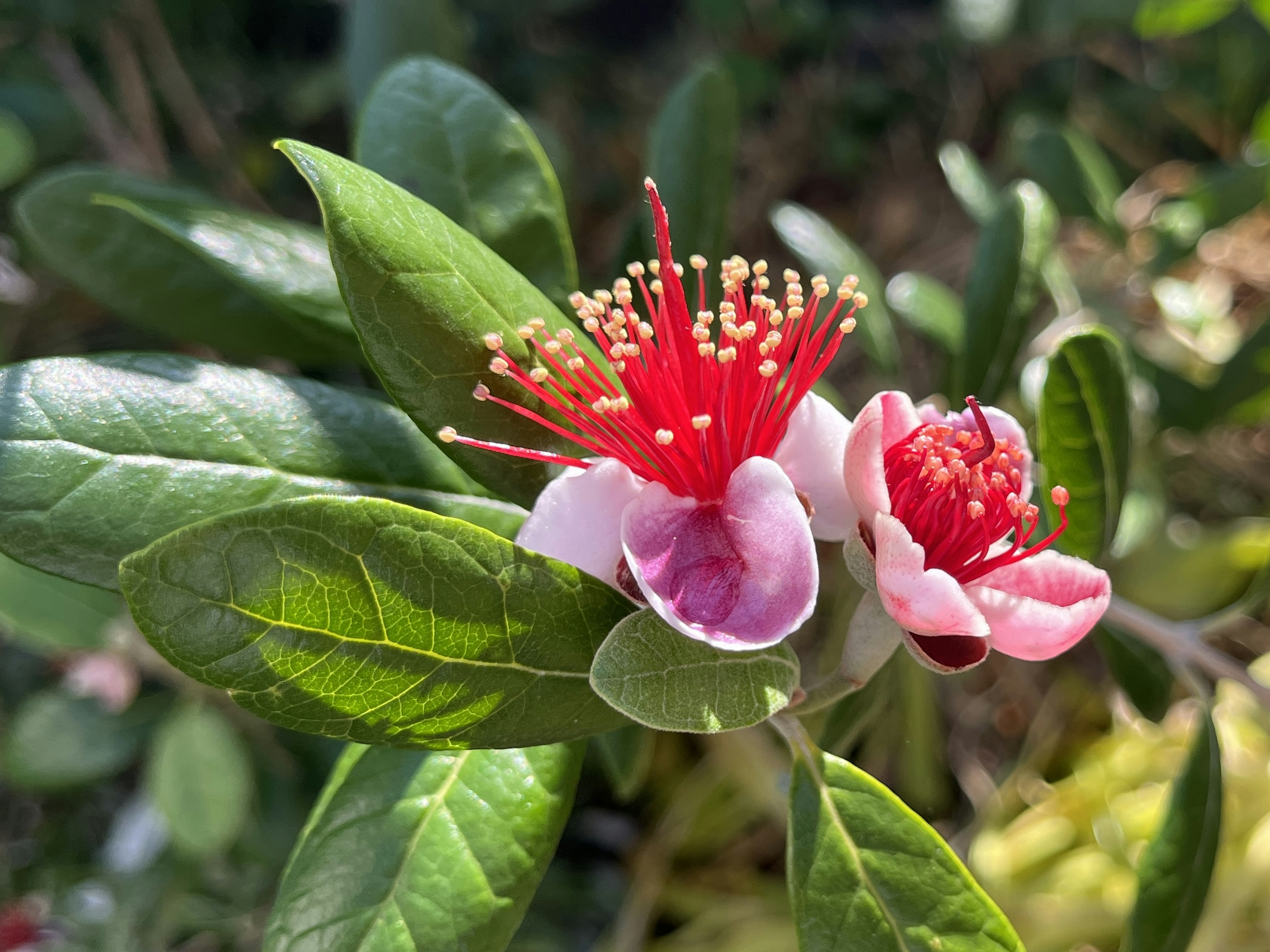 Gros plan d'une plante avec des fleurs rouges vives et des feuilles vertes