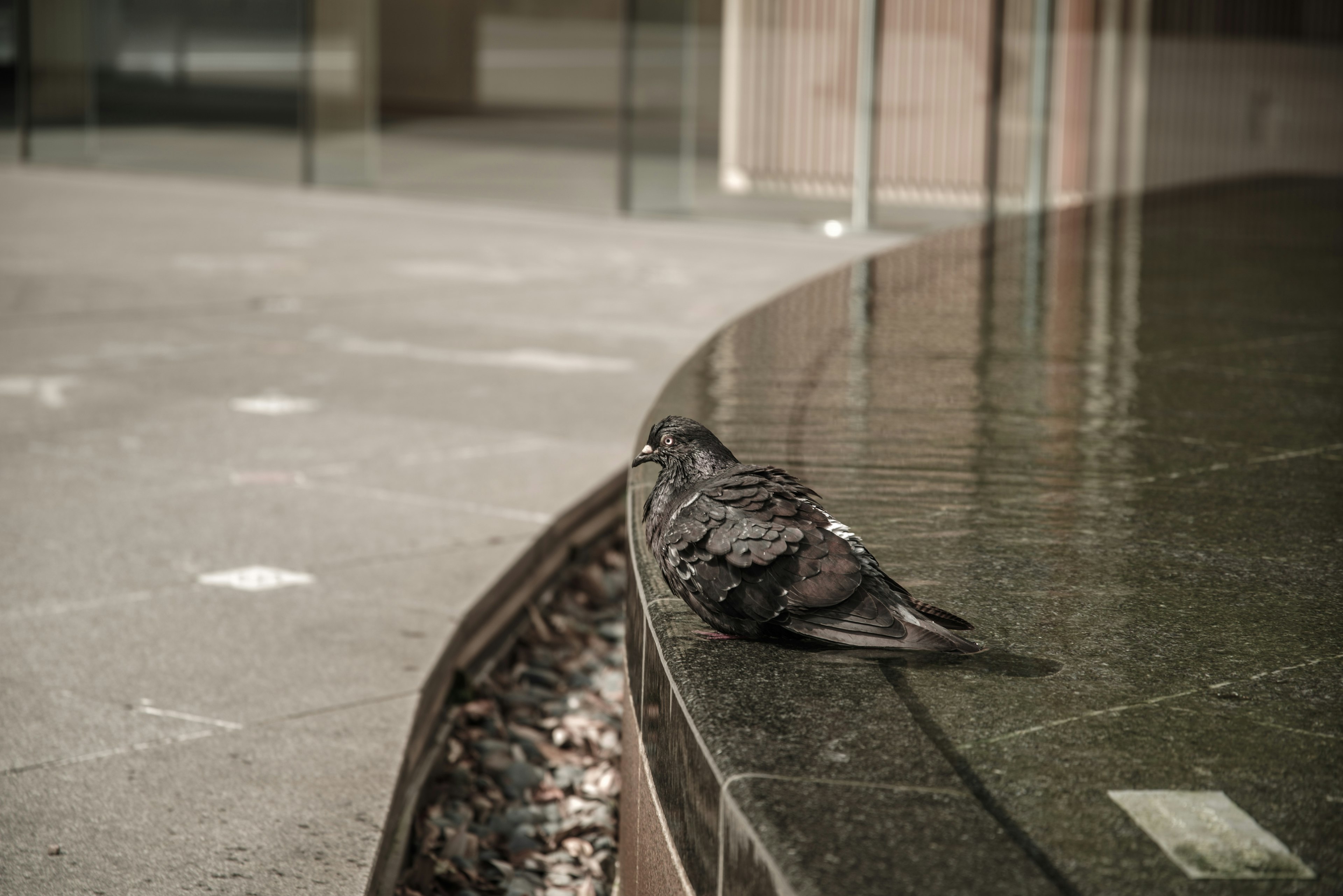 Ein Vogel, der am Wasser ruht, in einer ruhigen Umgebung