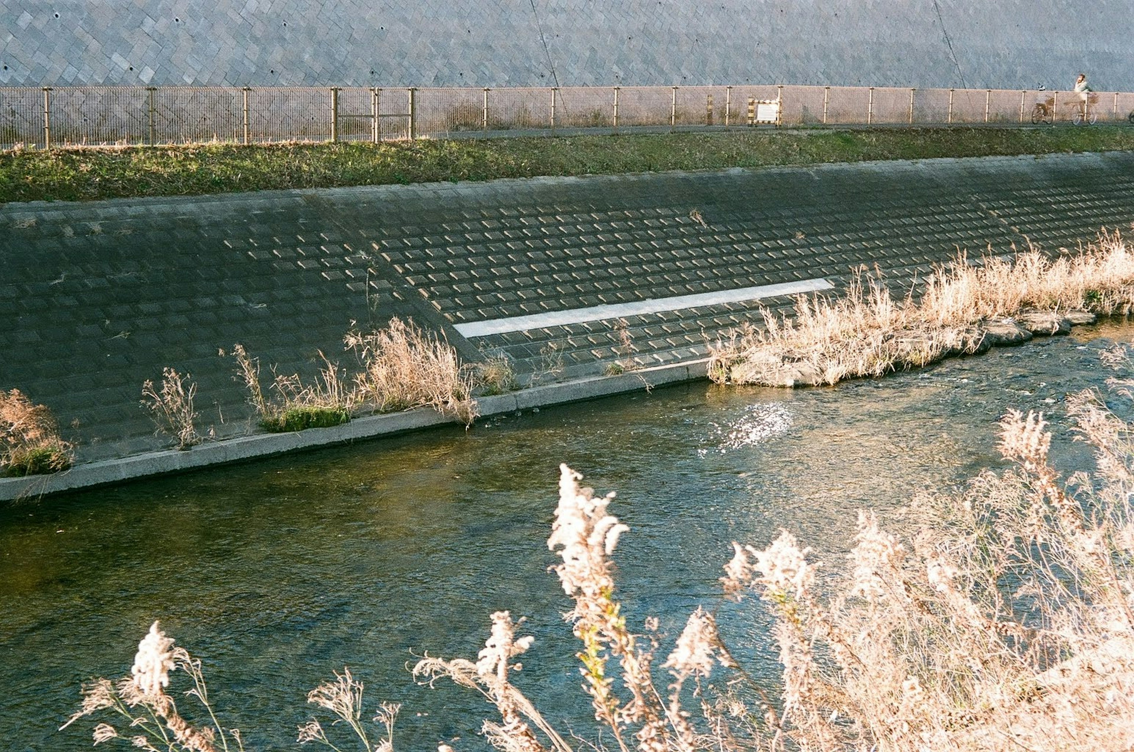 Pemandangan tepi sungai yang ditumbuhi rumput dengan permukaan air tenang