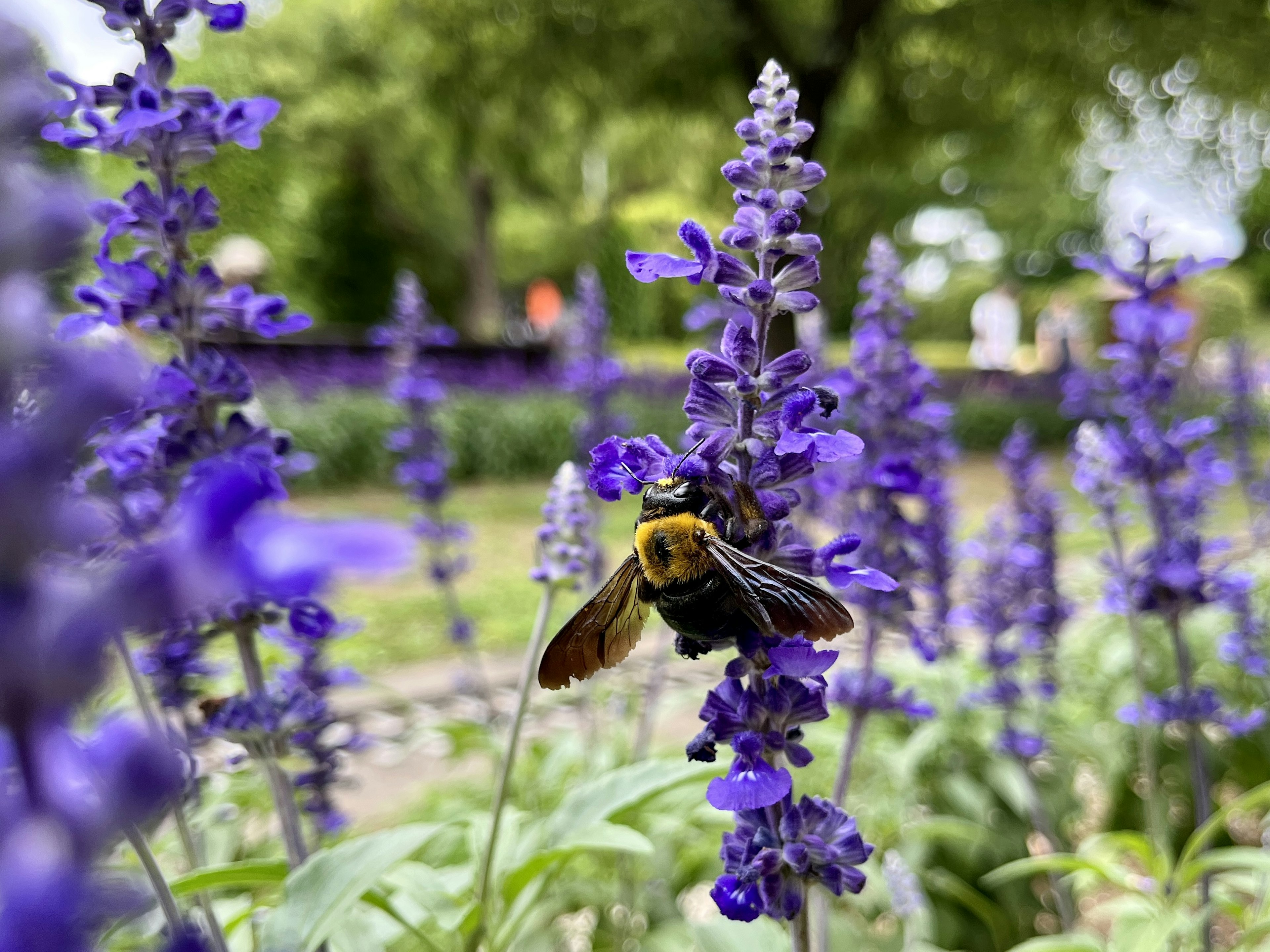 紫色の花にとまる蜂のクローズアップ写真