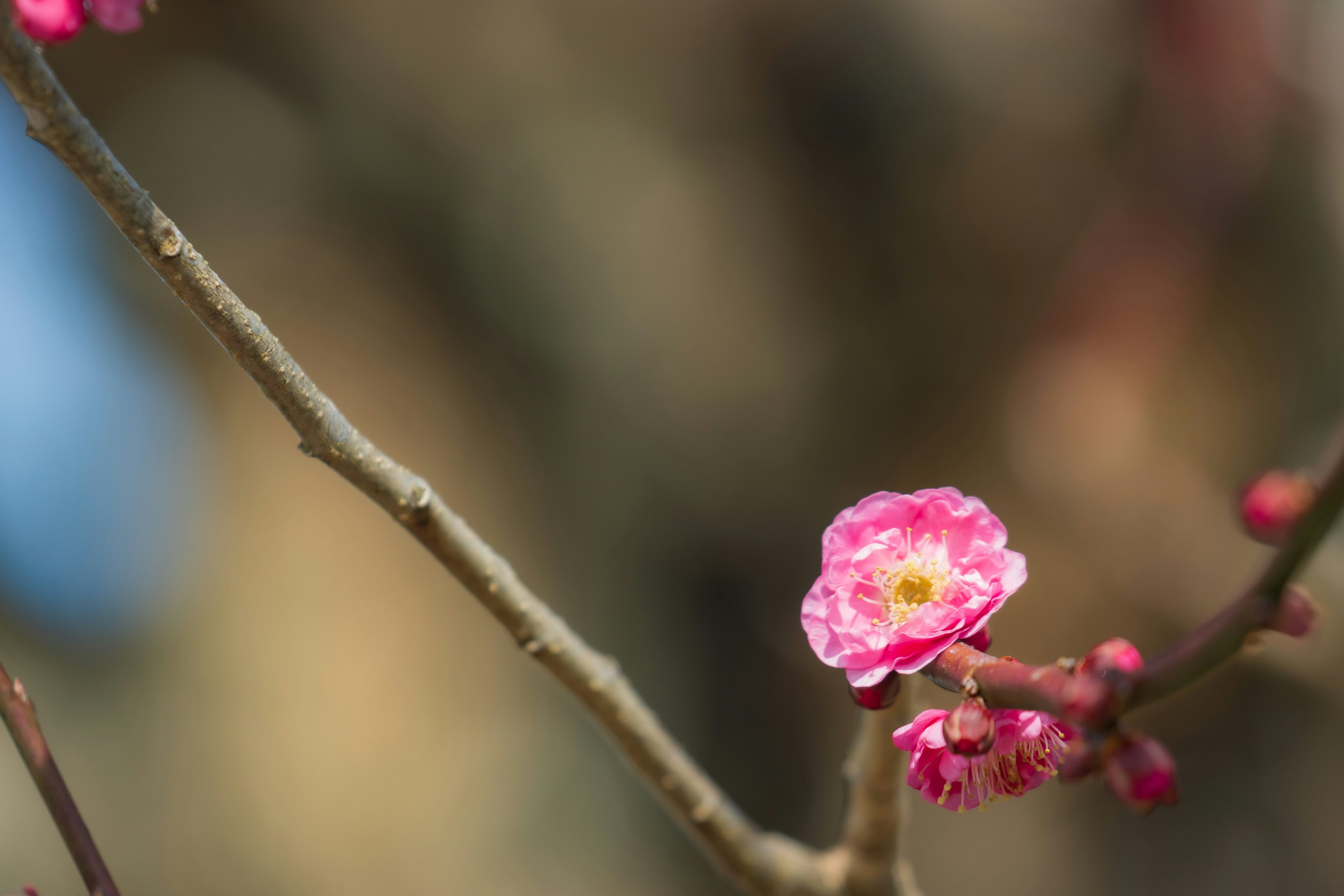 細枝上粉色花朵和花苞的特寫