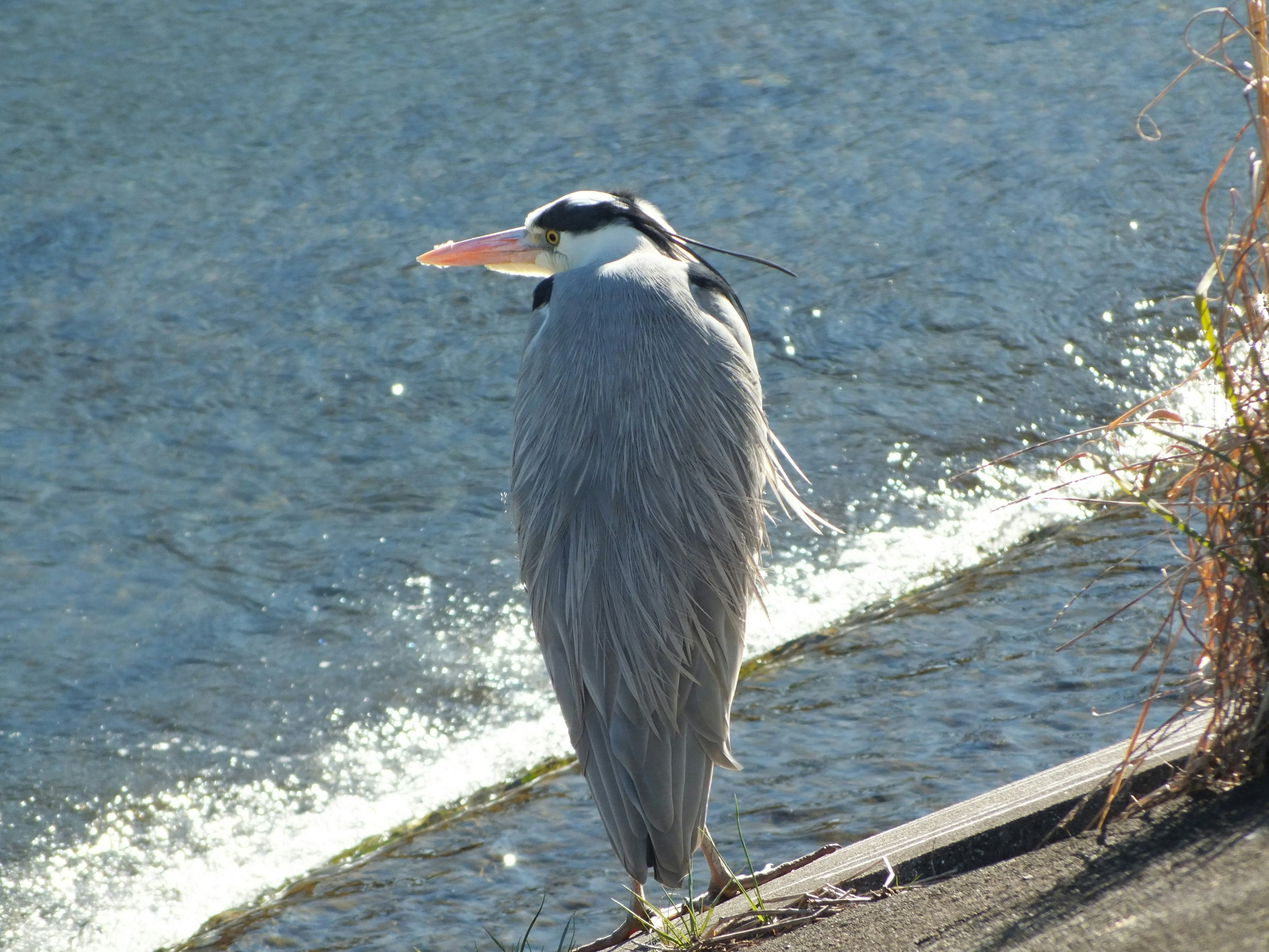 Perfil de una garza gris de pie junto al agua