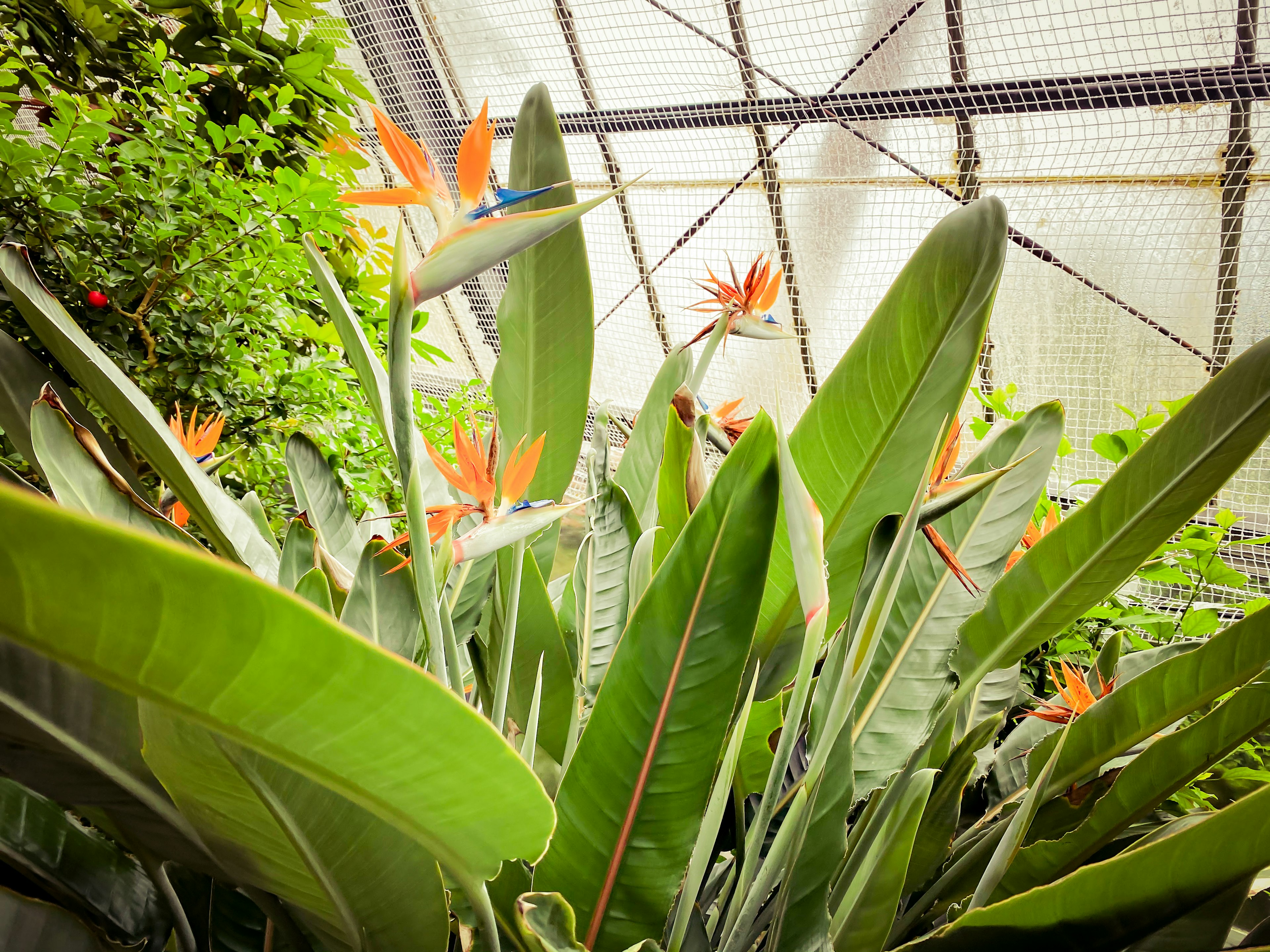 Vegetazione rigogliosa con grandi foglie e fiori arancioni di piante tropicali