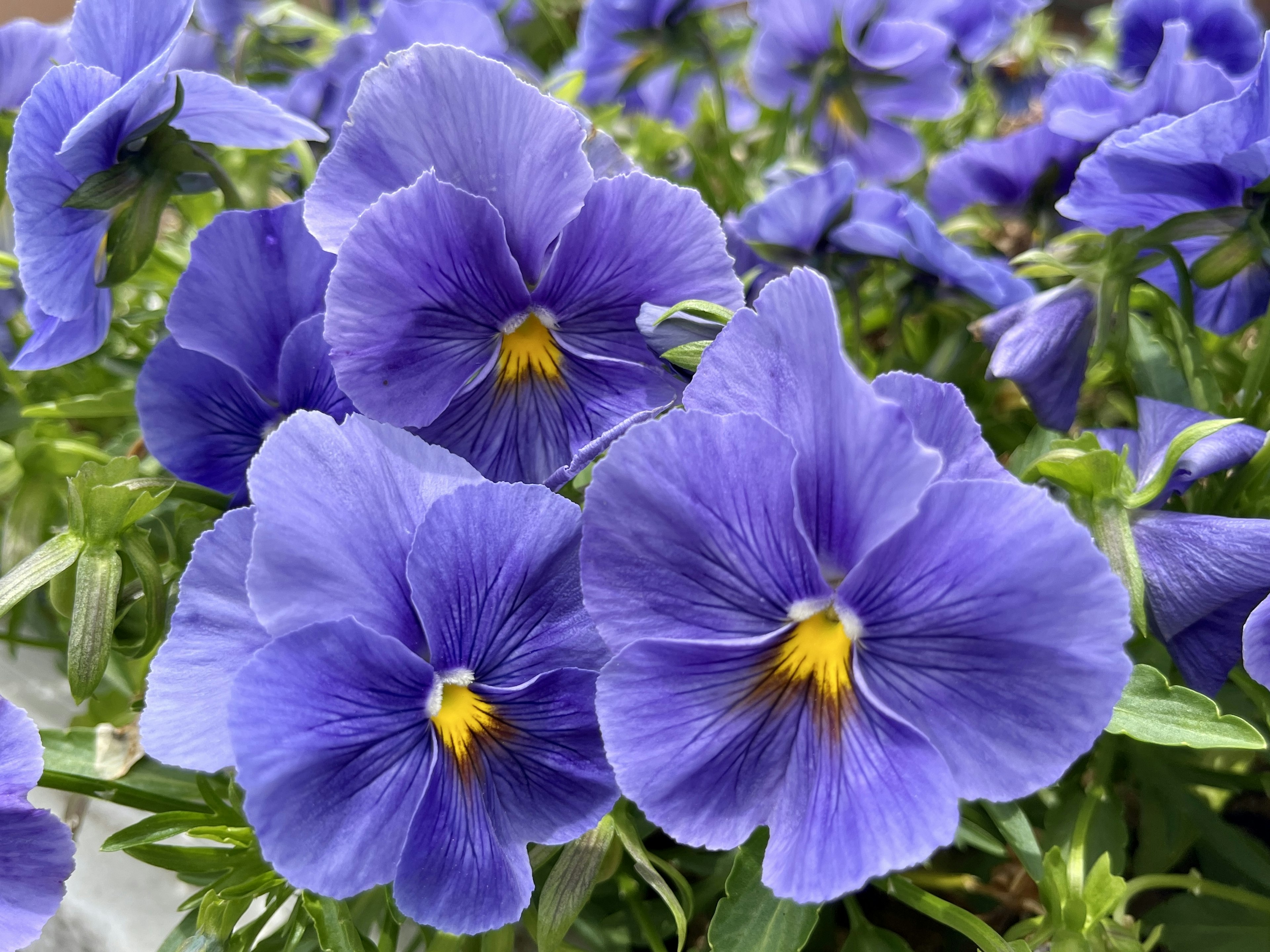 Vibrant purple pansy flowers blooming