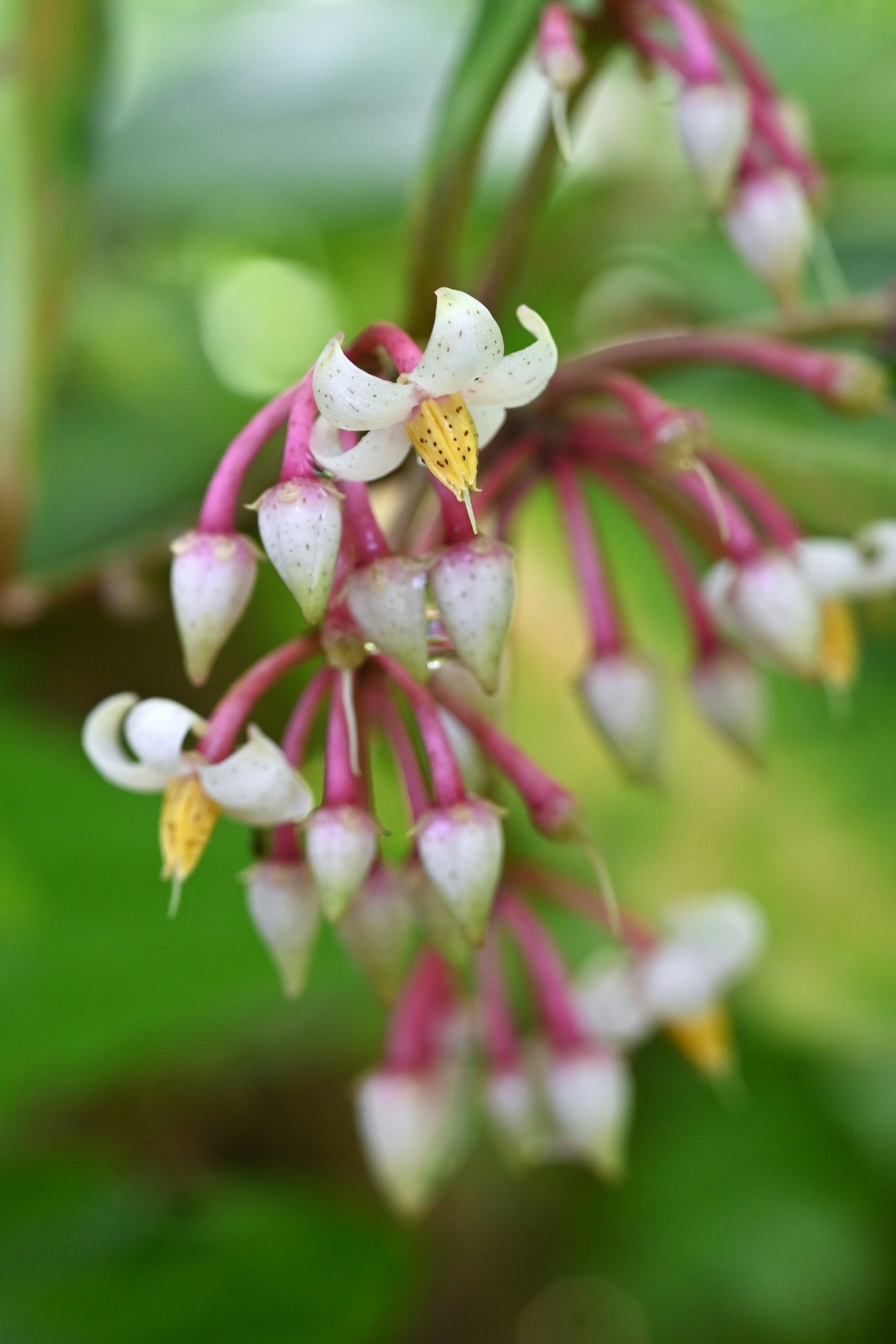 Primo piano di una pianta con fiori bianchi appesi a steli rosa