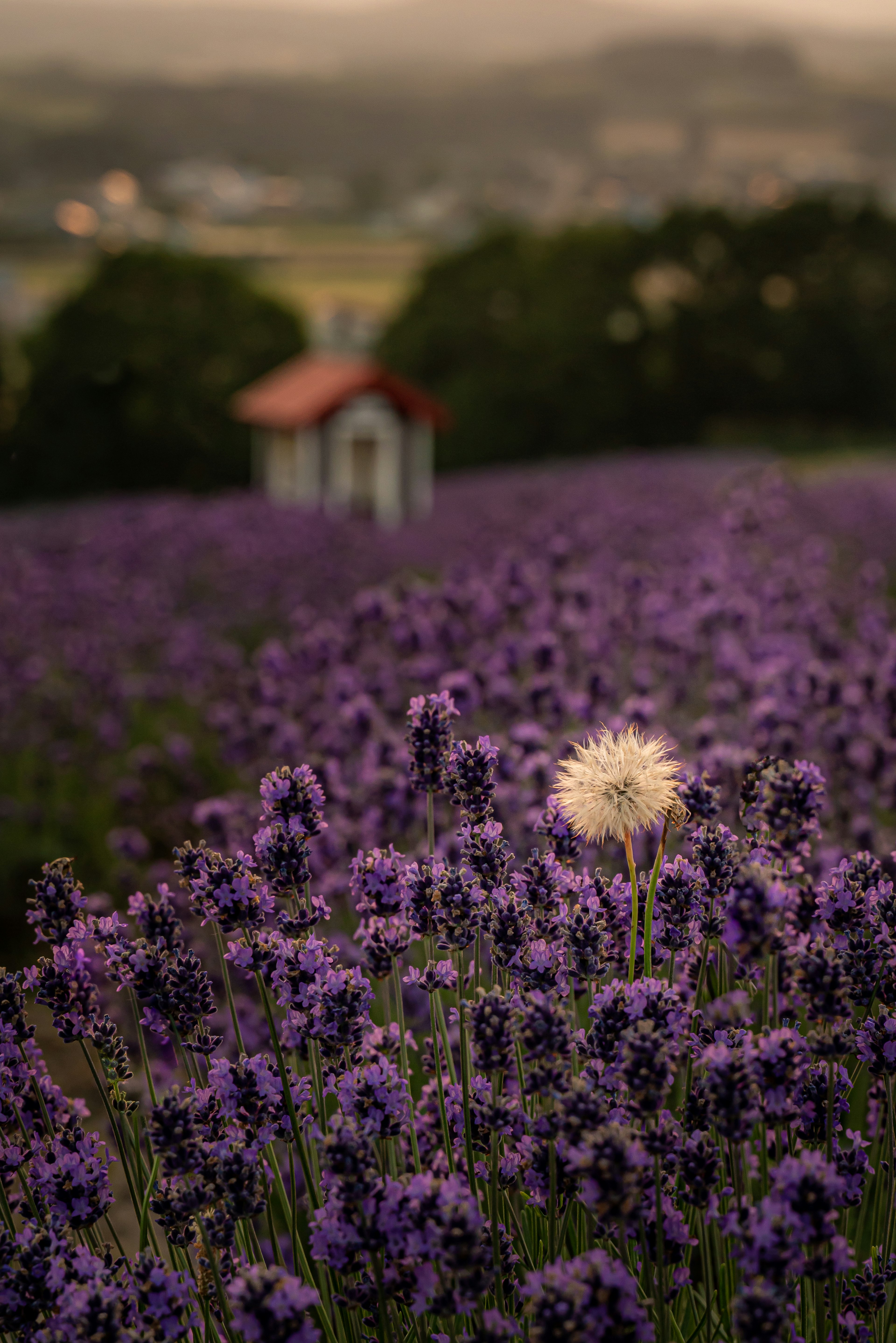 Ein wunderschönes Lavendelfeld mit einer auffälligen weißen Löwenzahnblume im Vordergrund