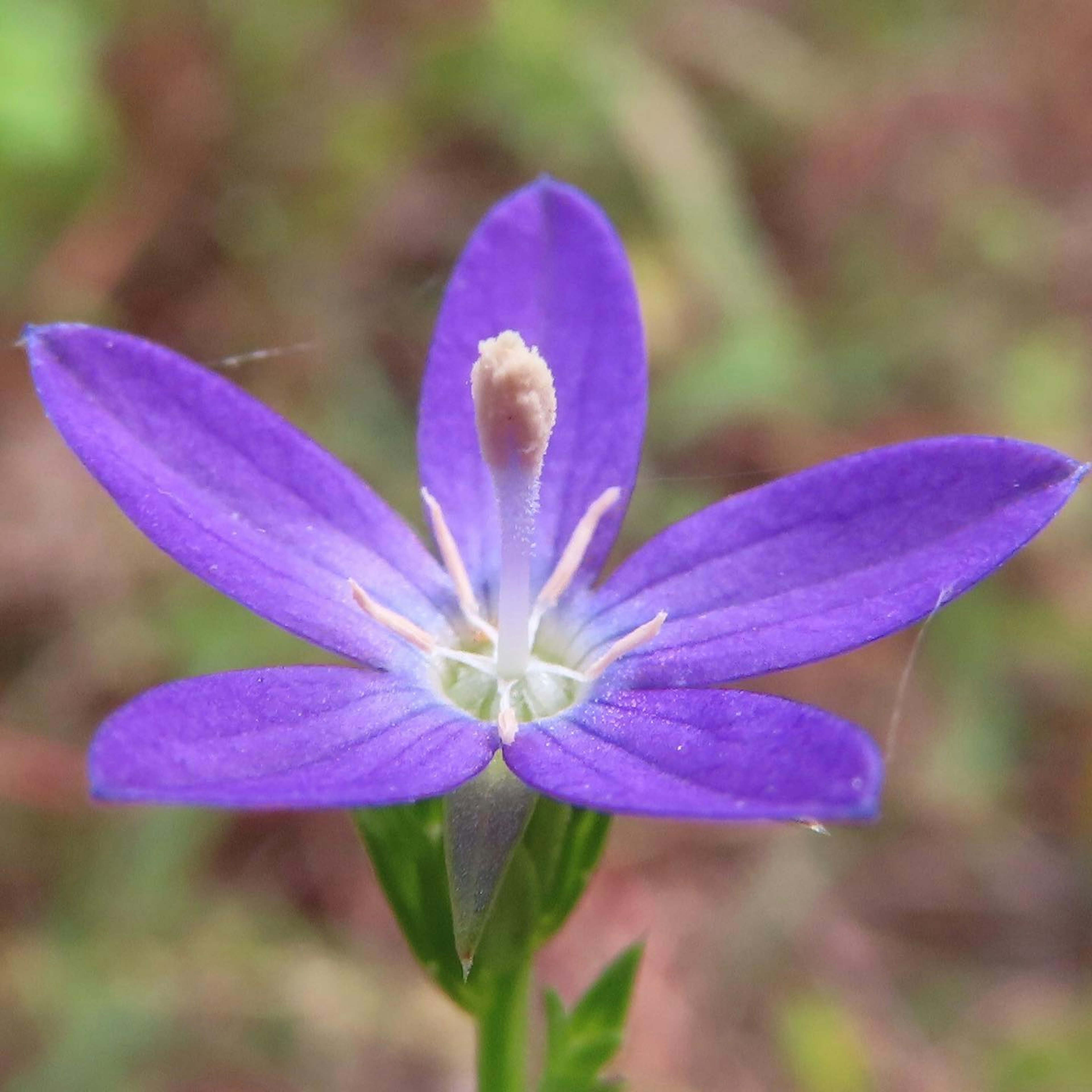 Primer plano de una hermosa flor con pétalos morados y un centro blanco