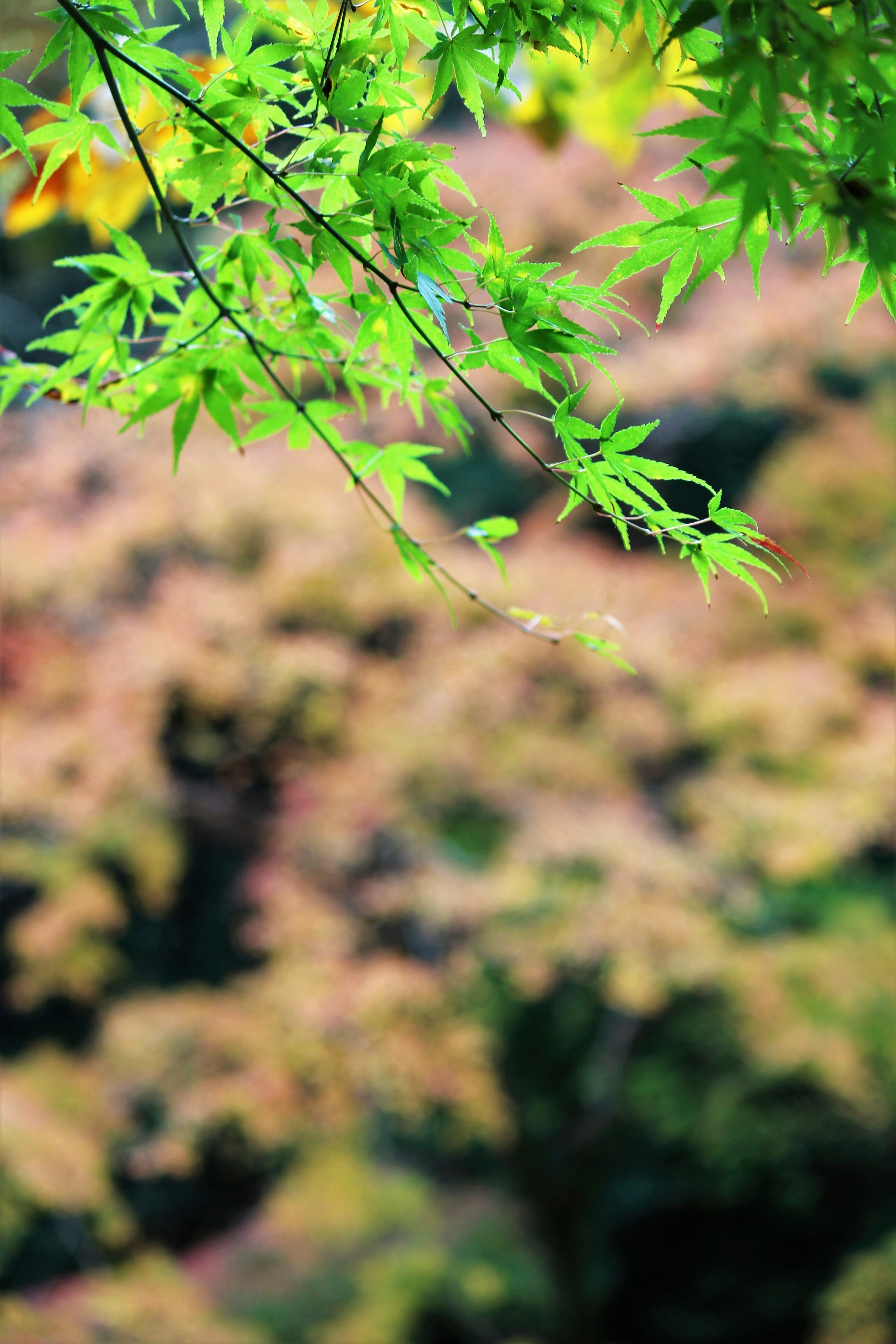 Foglie verdi vibranti con uno sfondo sfocato di alberi dai colori autunnali