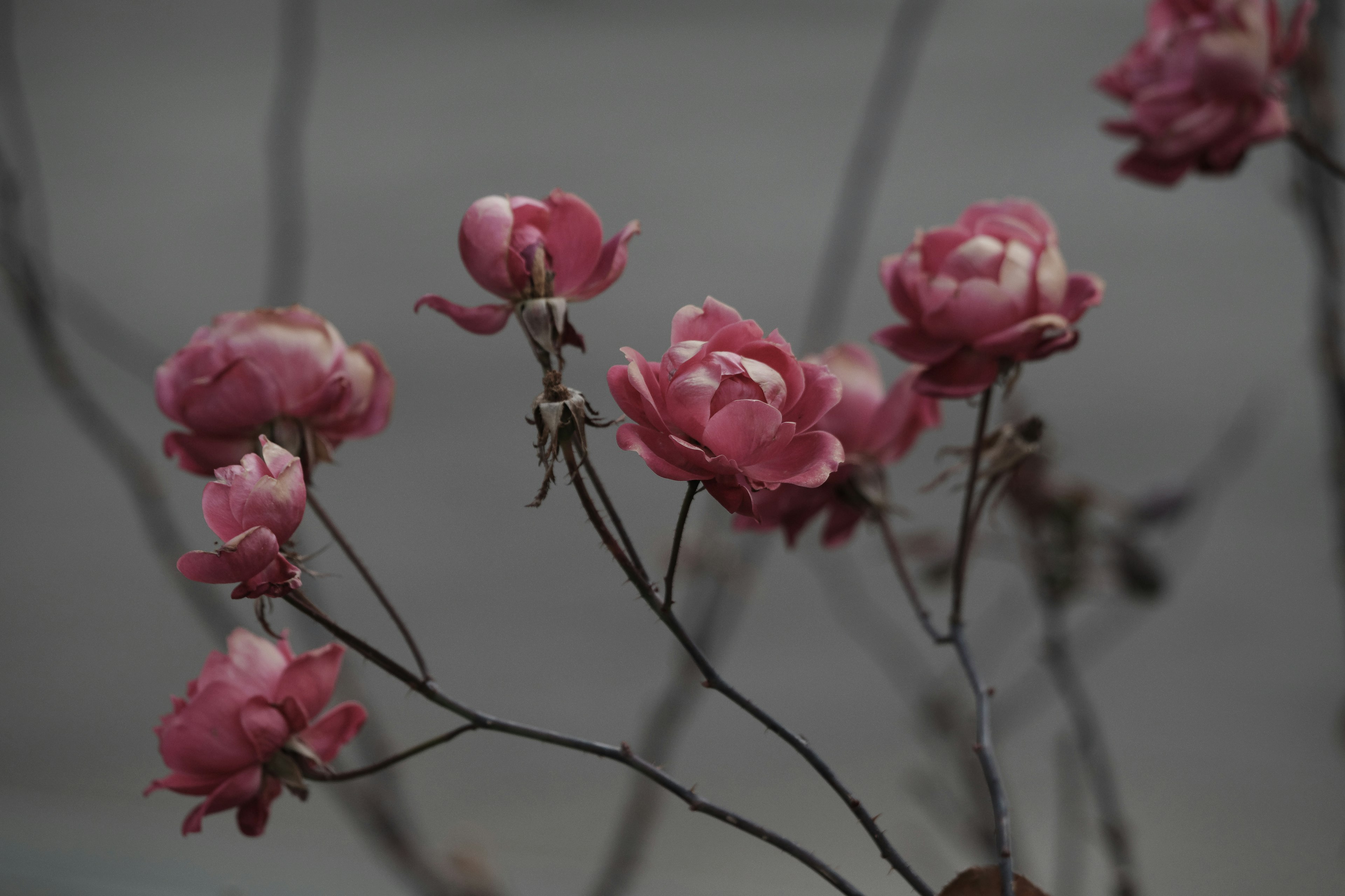 Soft pink roses blooming against a muted background