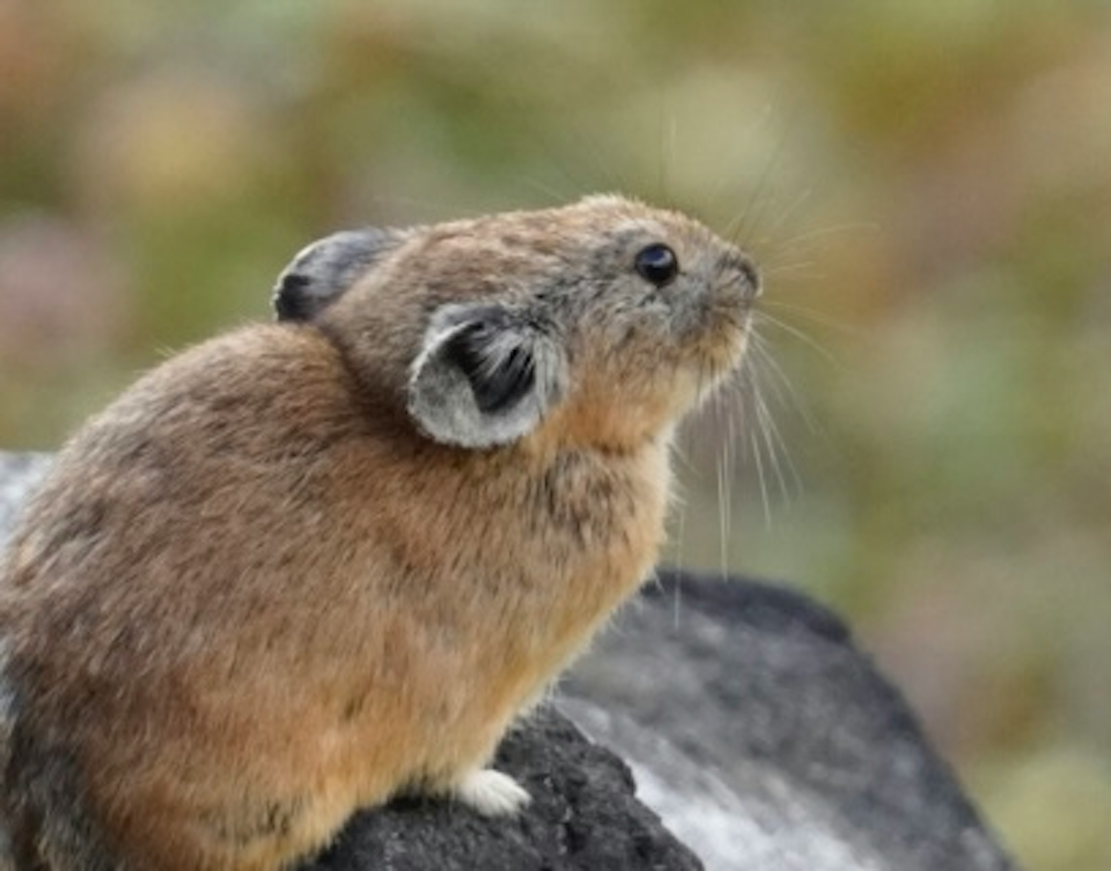 岩の上に座っている小さな動物の横顔