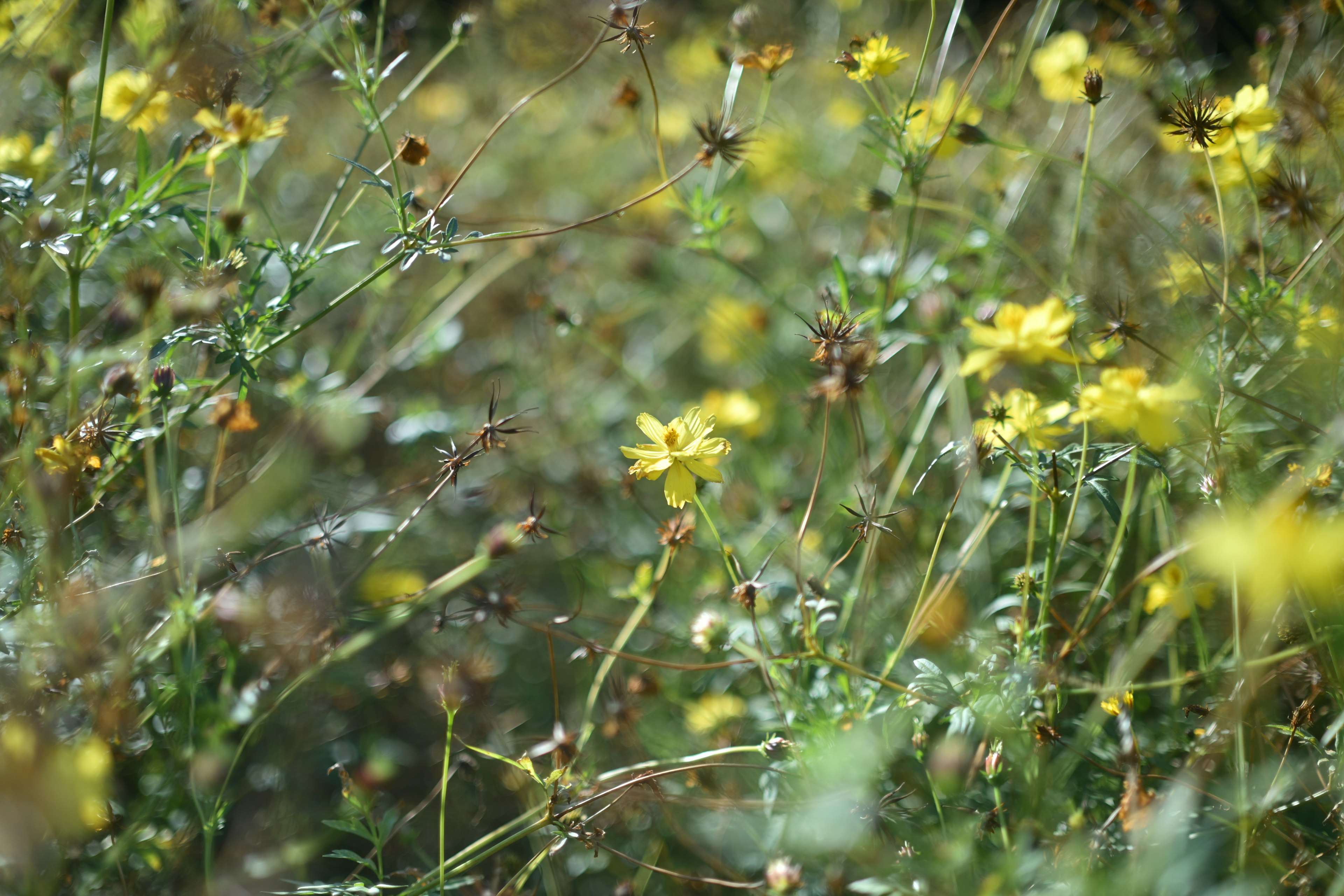 Un campo de flores amarillas entre follaje verde