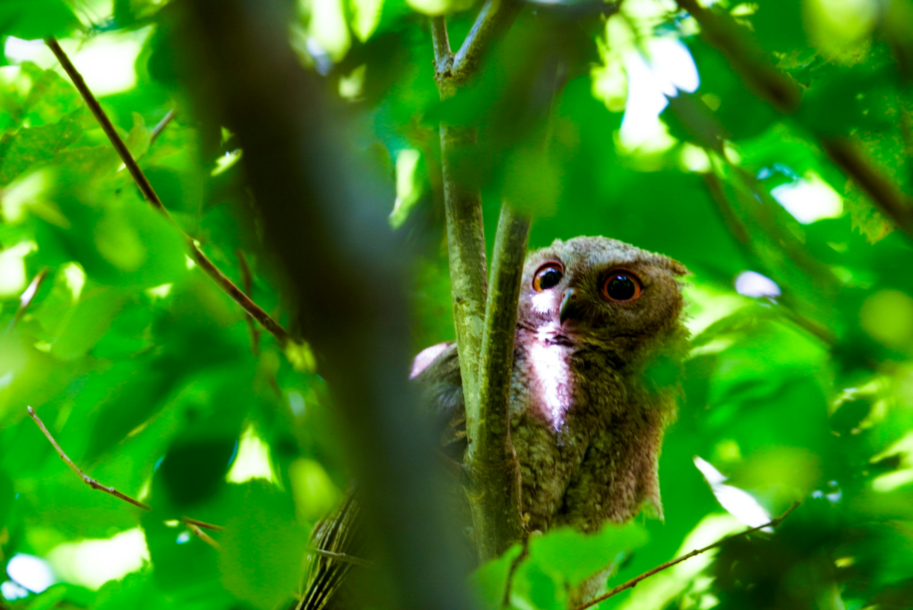 Burung hantu bertengger di pohon dikelilingi daun hijau