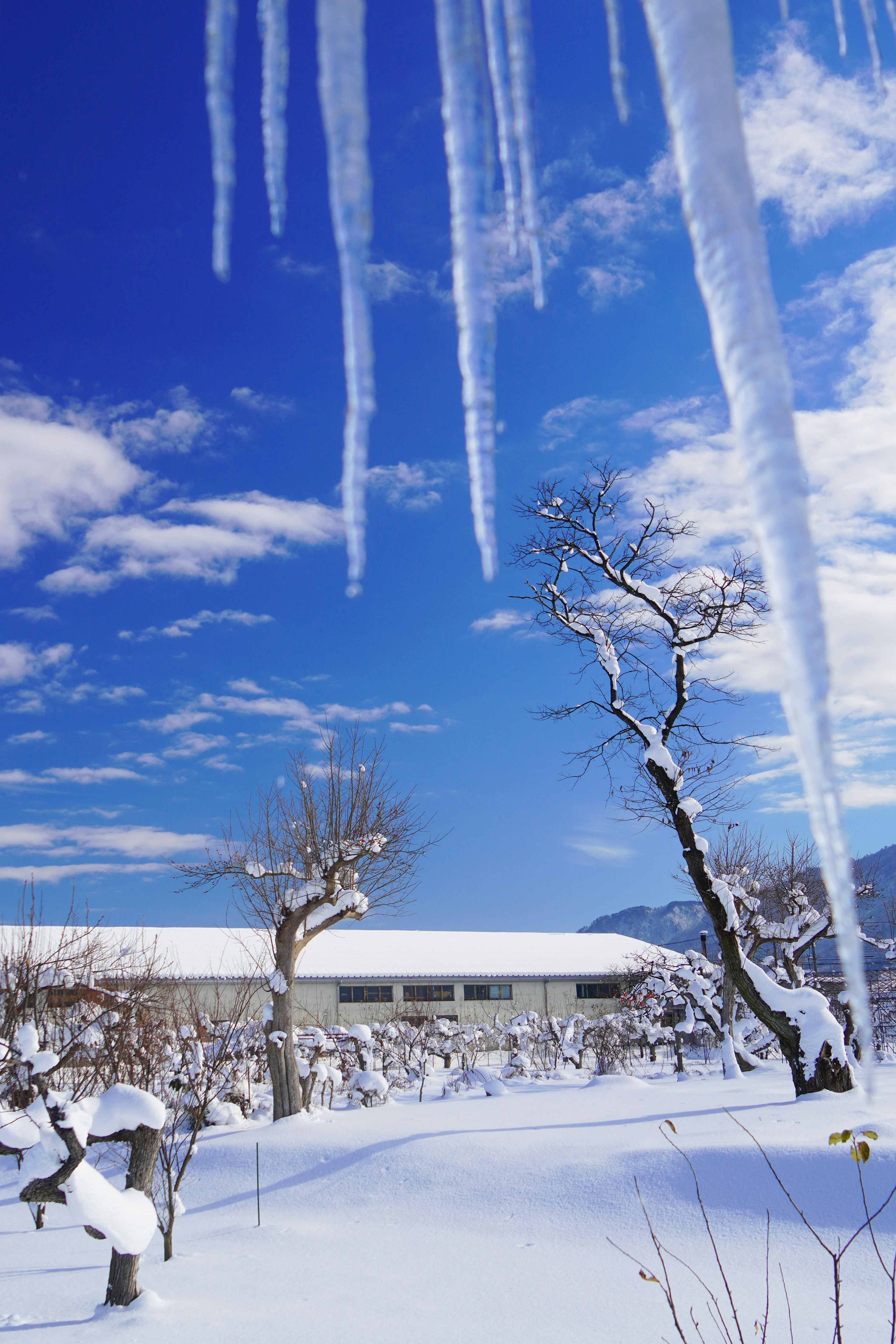 Paesaggio innevato con icicle che pendono sotto un cielo blu