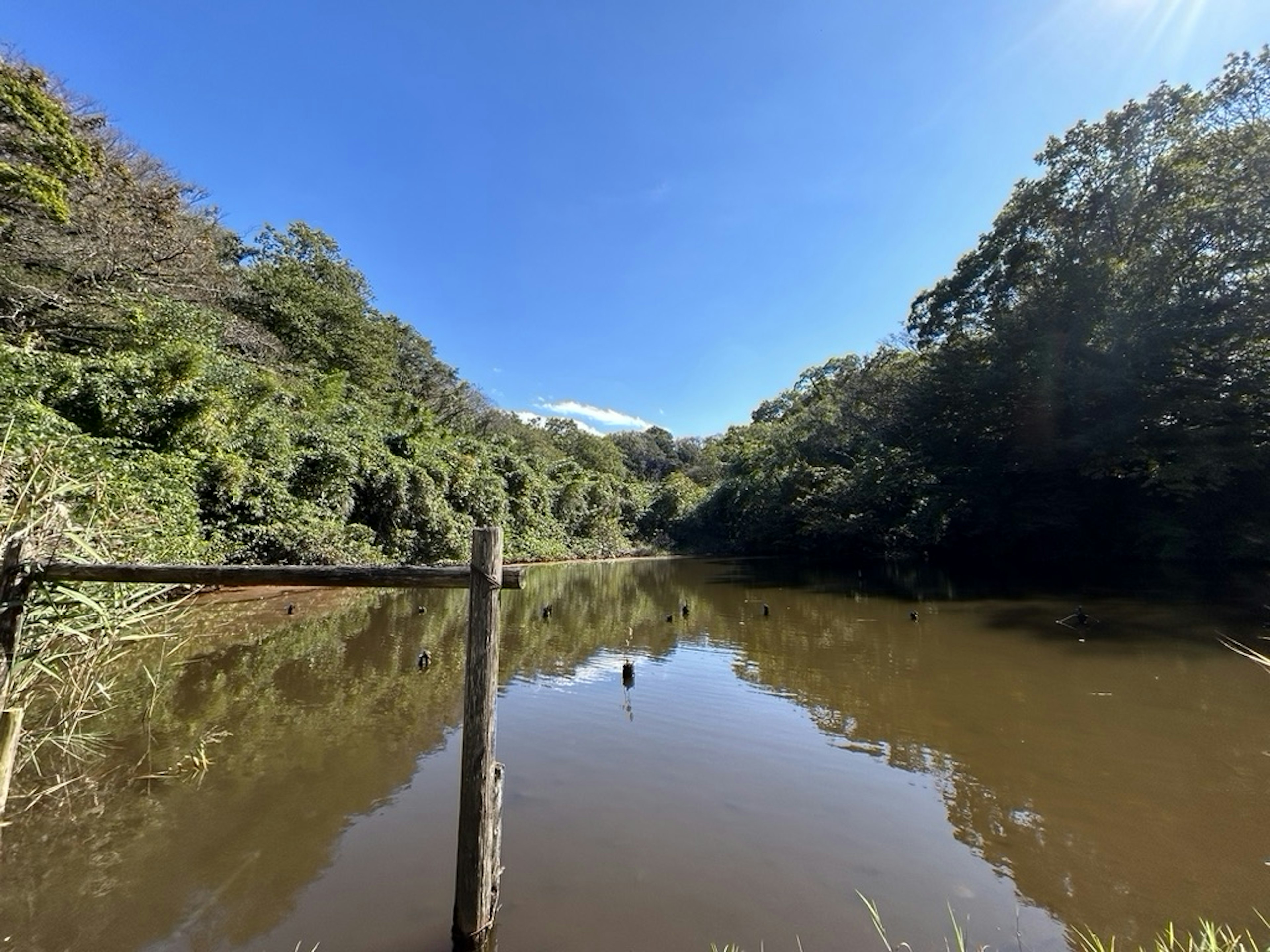 Serene lake surrounded by lush greenery and clear blue sky