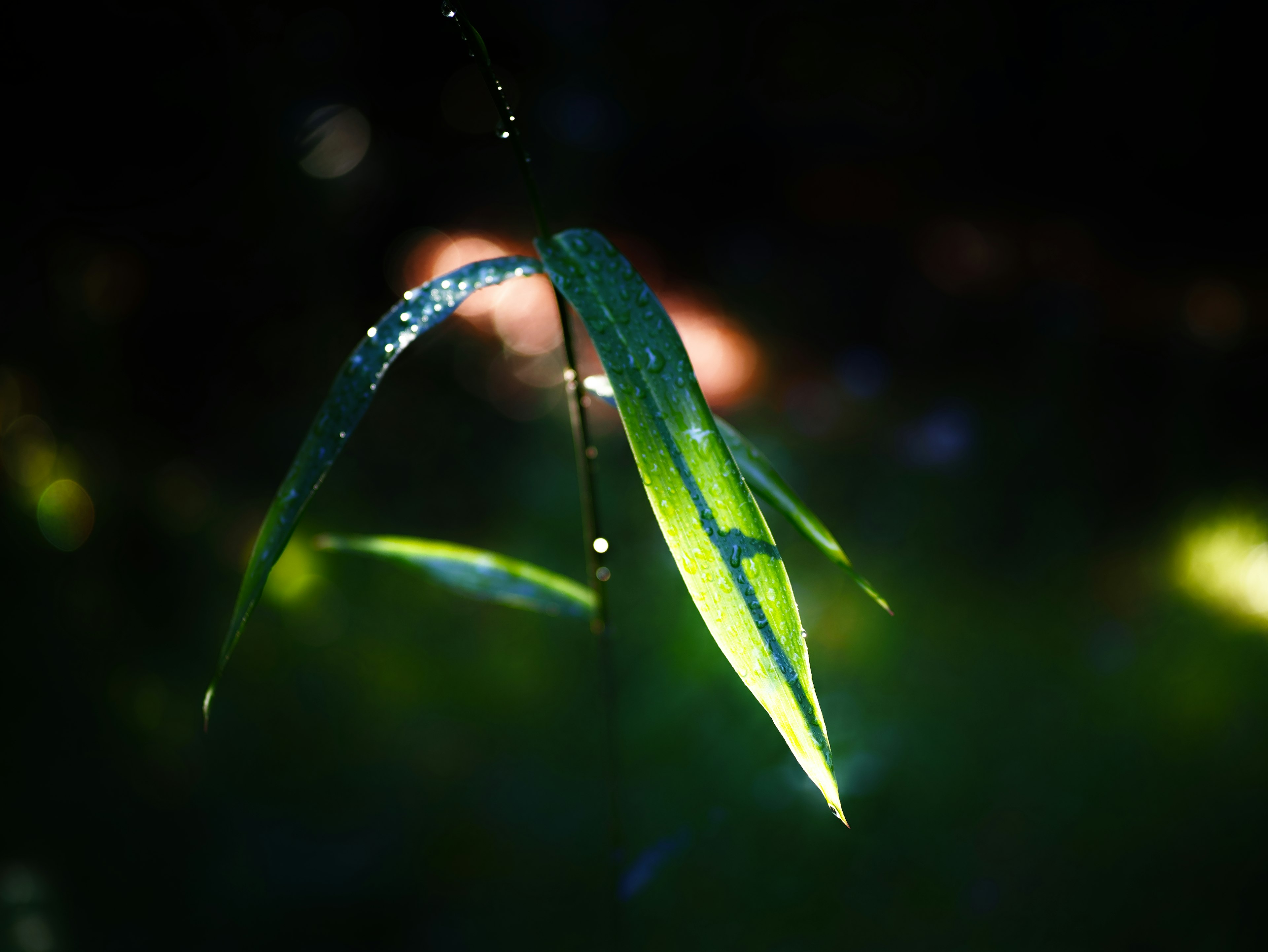 A green leaf glistening with water droplets against a dreamy background