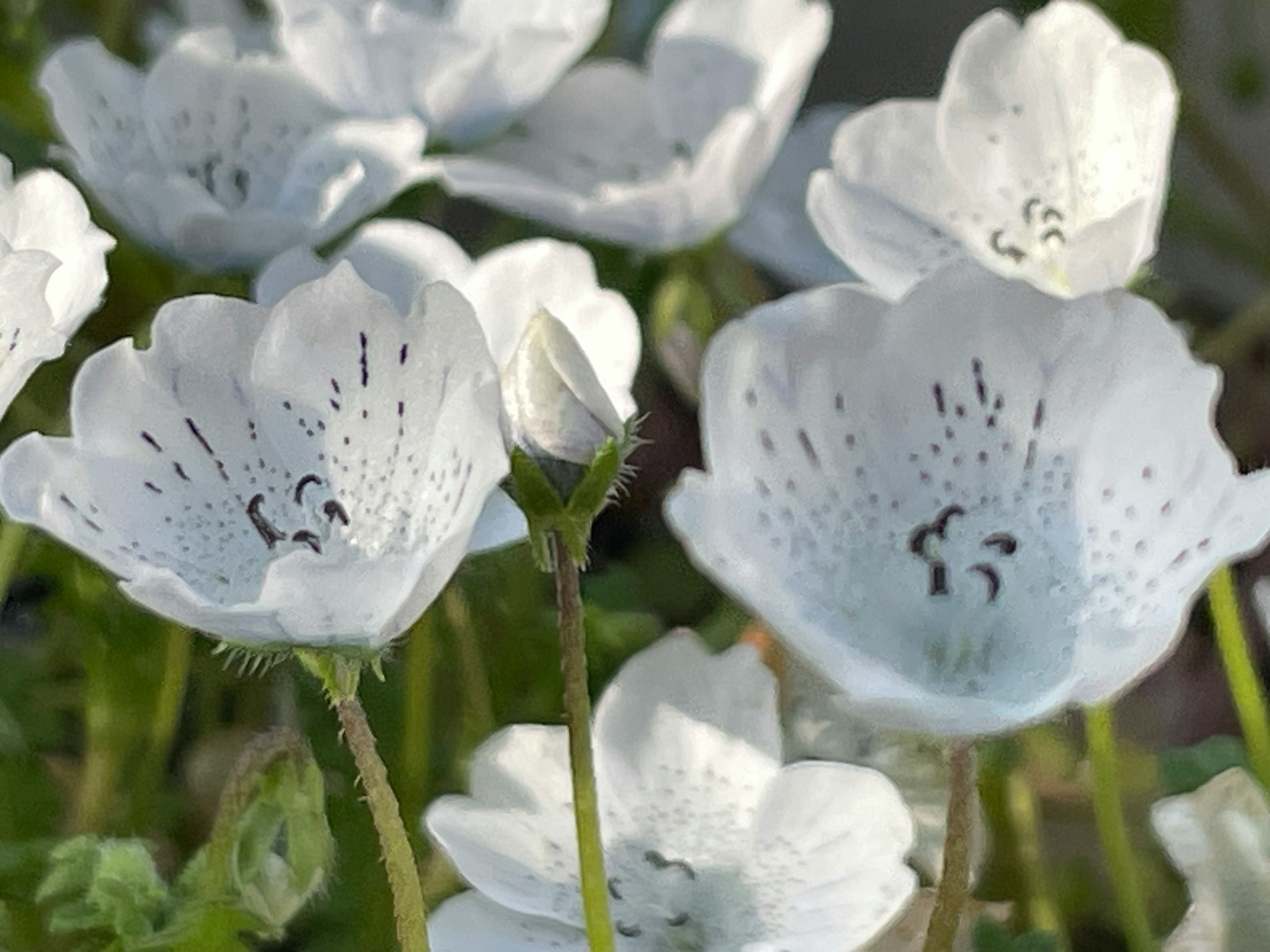 白い花びらを持つ花のクローズアップで中心には黒い点がある