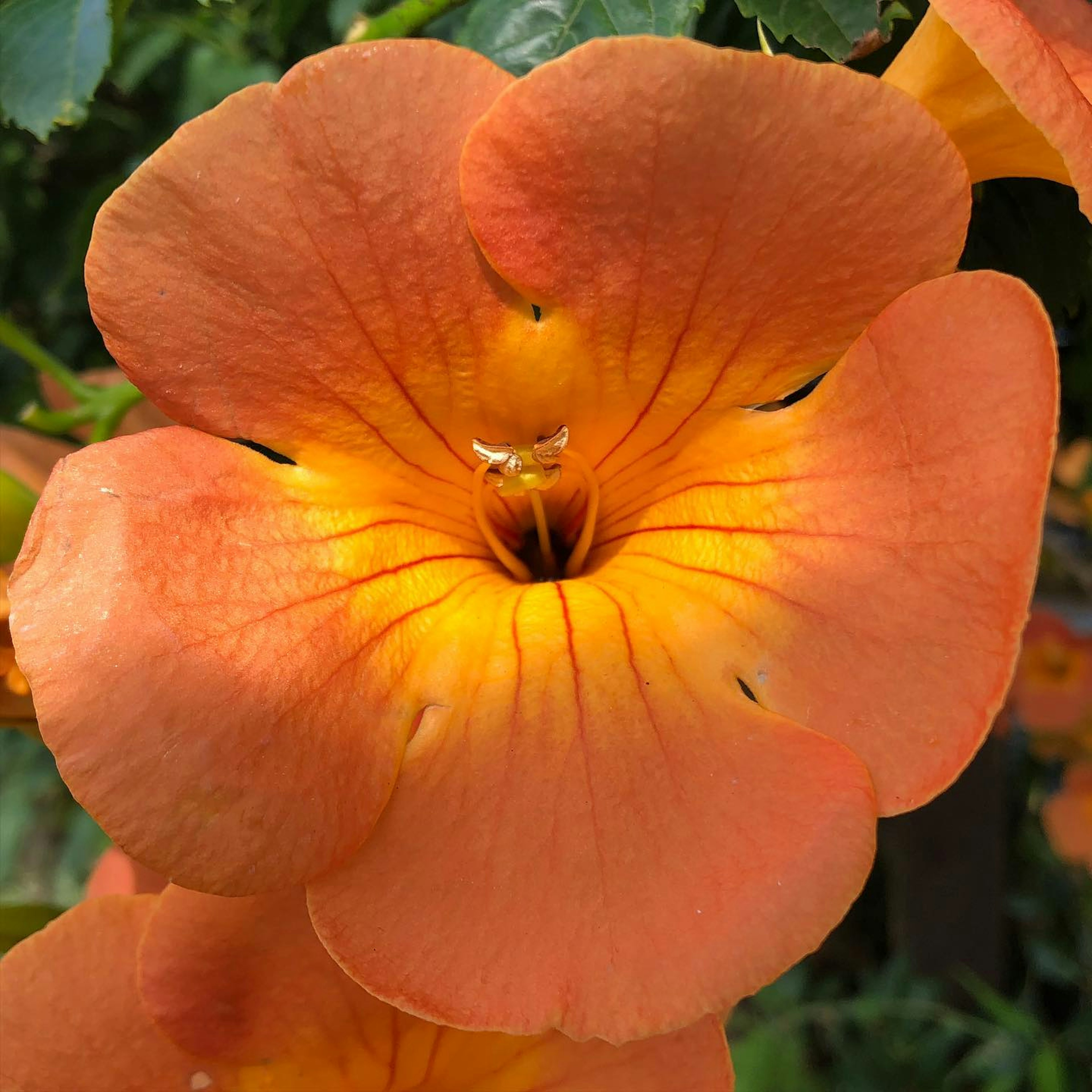 Close-up of an orange flower with a bright yellow center and fine lines