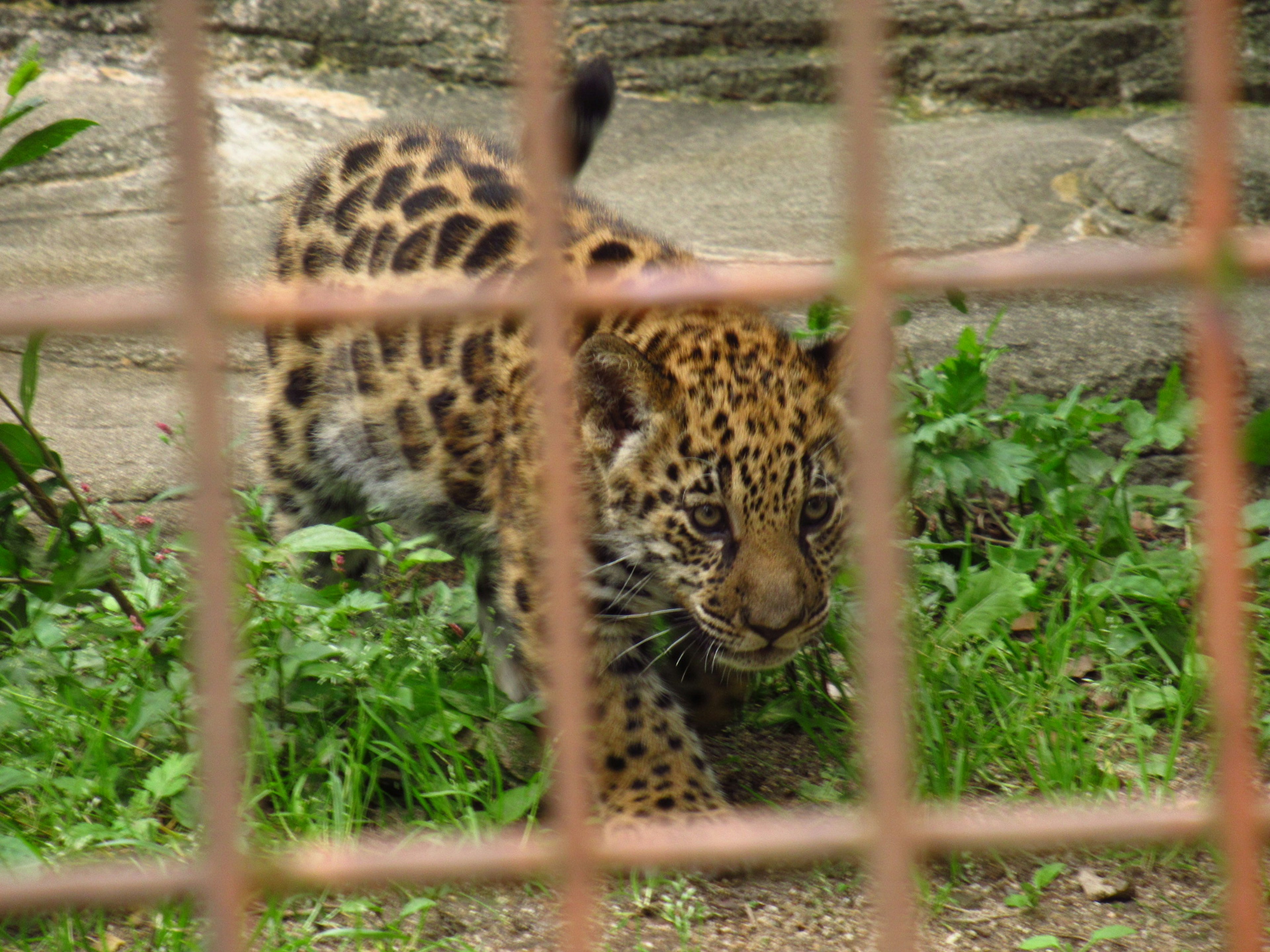 Un giovane leopardo che cammina nell'erba visto attraverso una gabbia