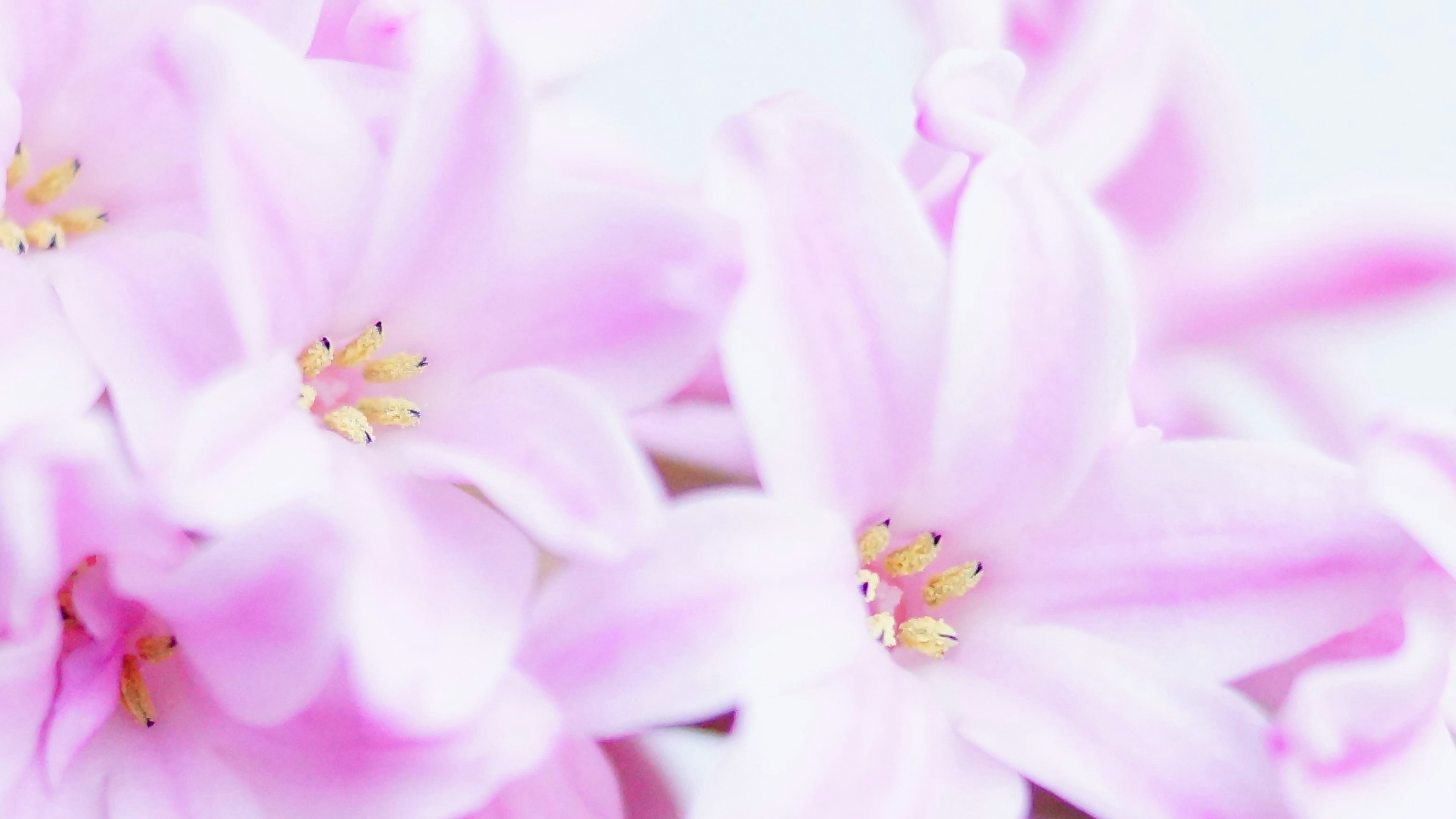 Close-up image of soft pink flowers in bloom