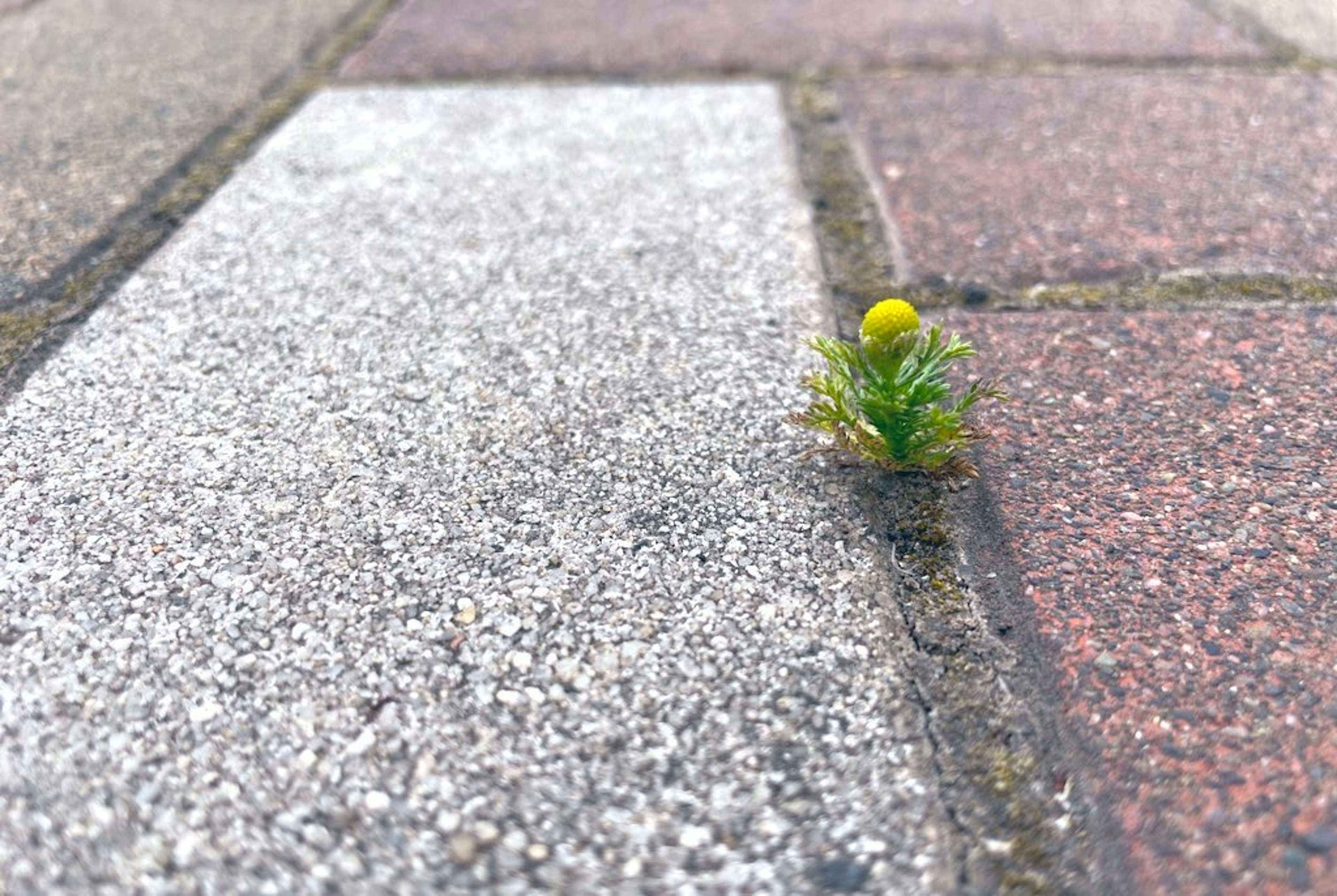 Kleine gelbe Blume und grüne Blätter, die aus den Ritzen des Pflasters wachsen