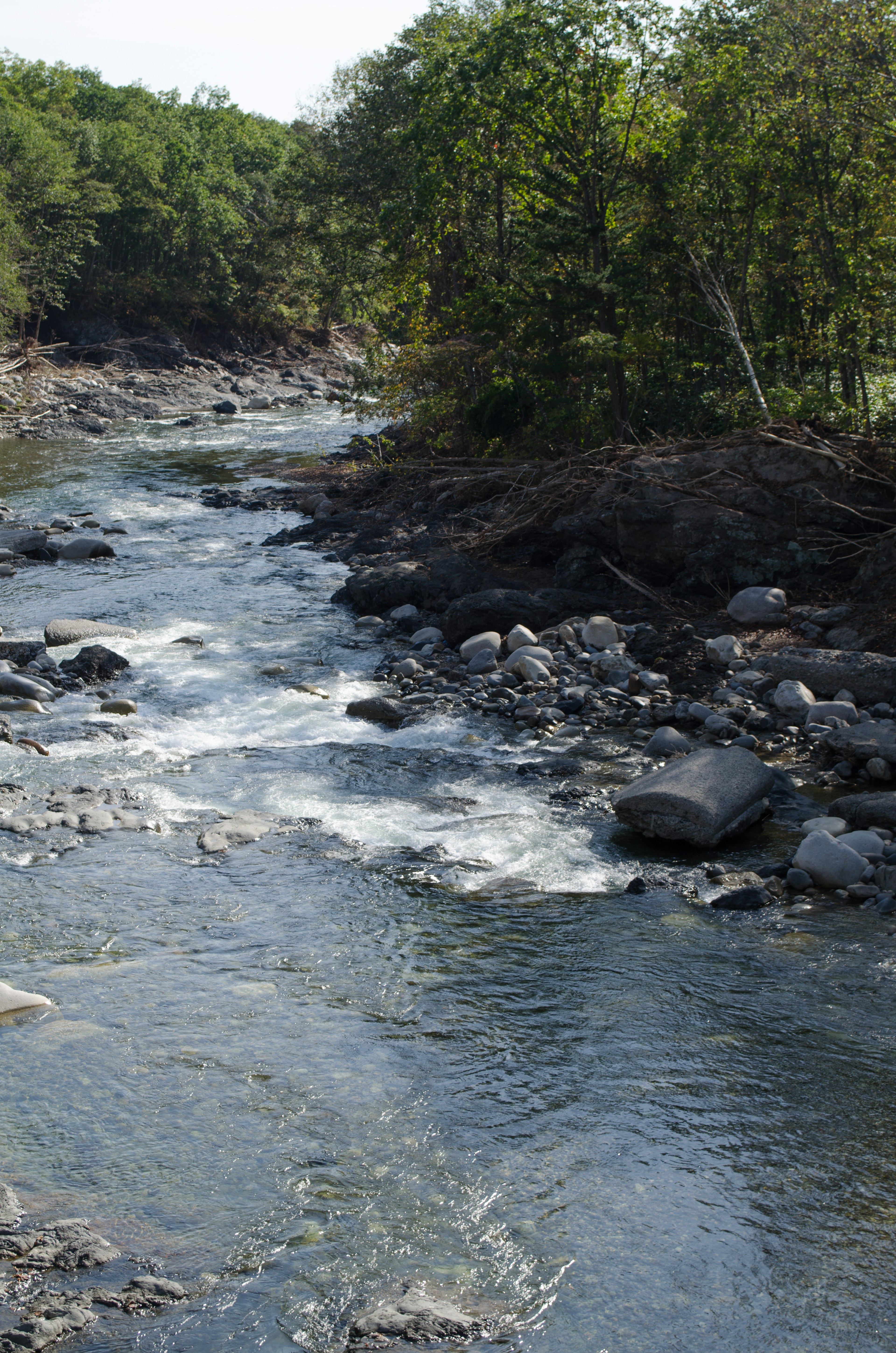 Ruhiger Fluss mit üppigen grünen Bäumen am Ufer