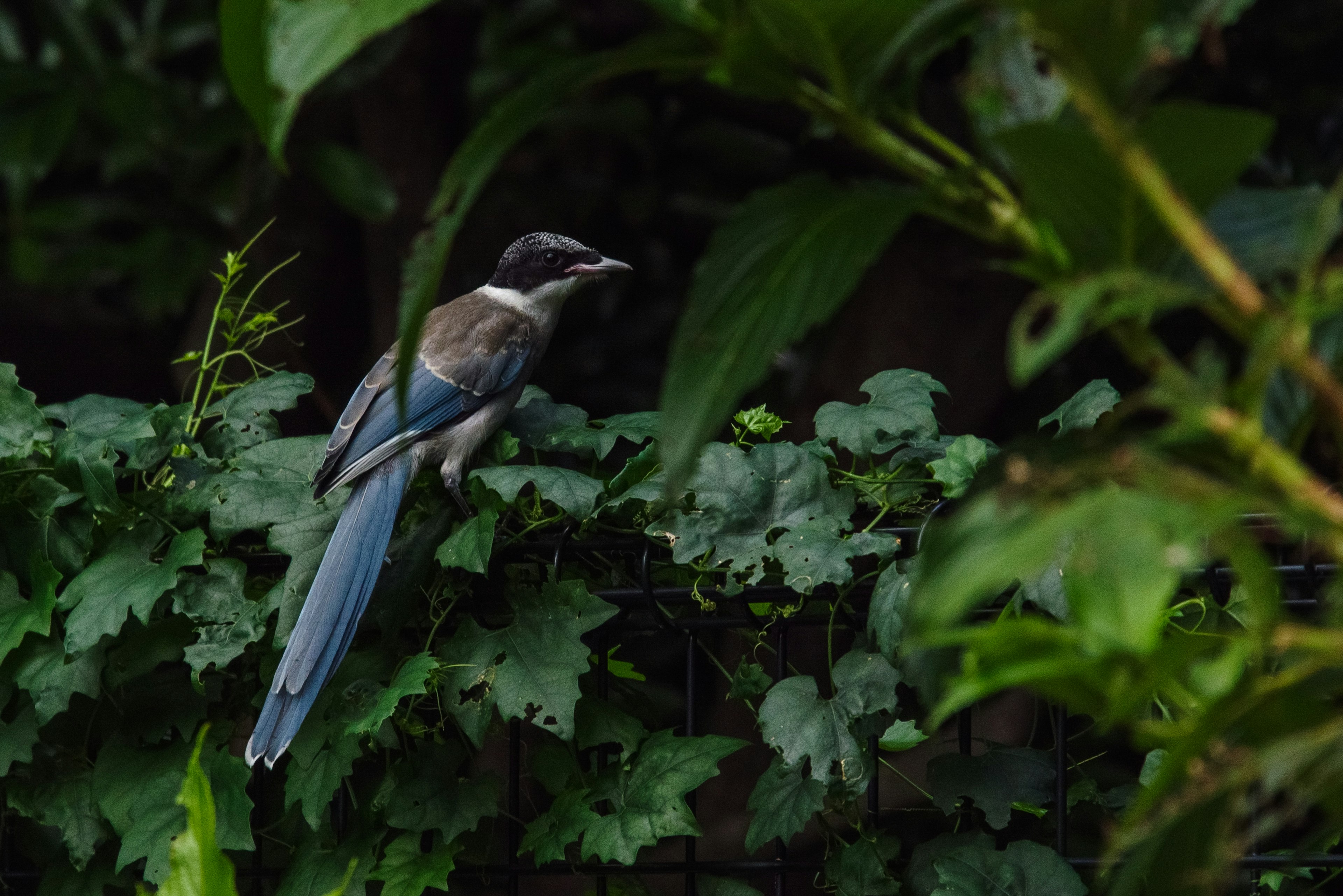 Un uccello con la coda blu appollaiato su foglie verdi