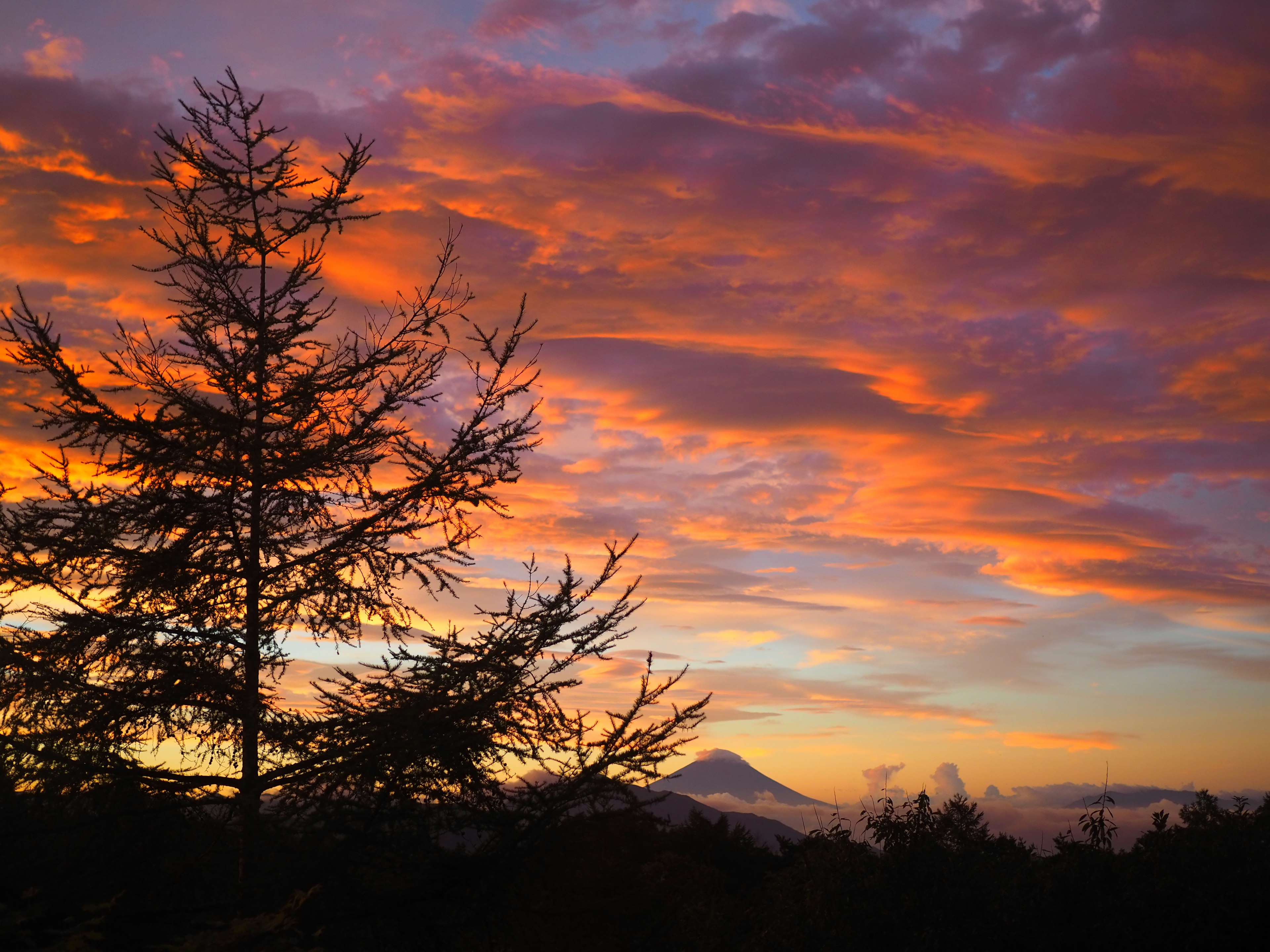 美しい夕焼けの空とシルエットの木